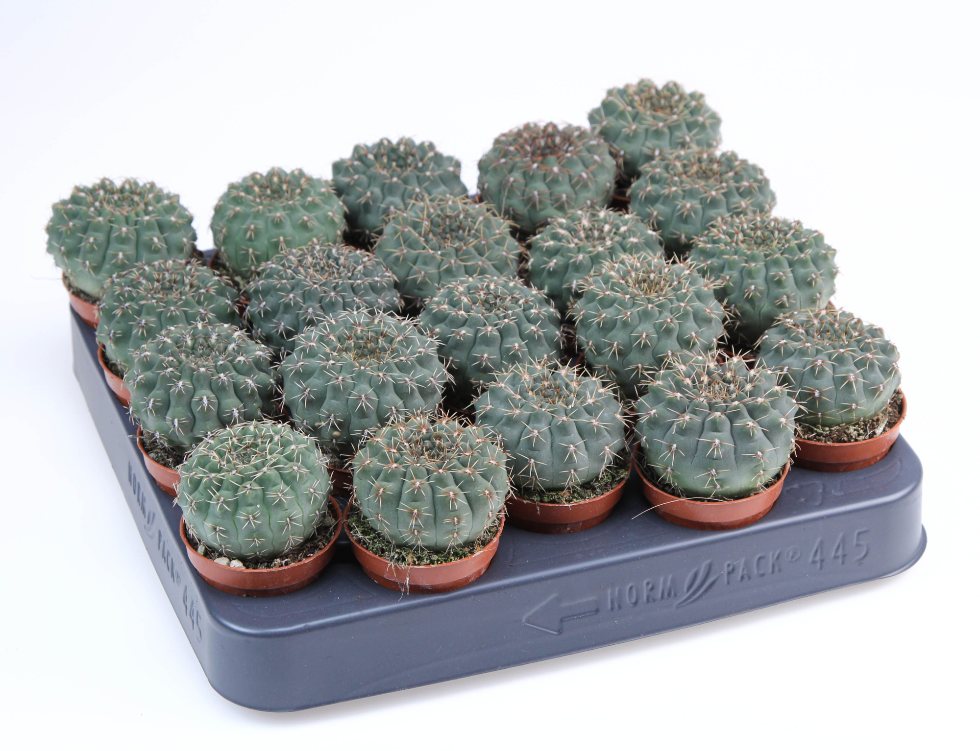 Gymnocalycium quehlianum, D 5,5 cm