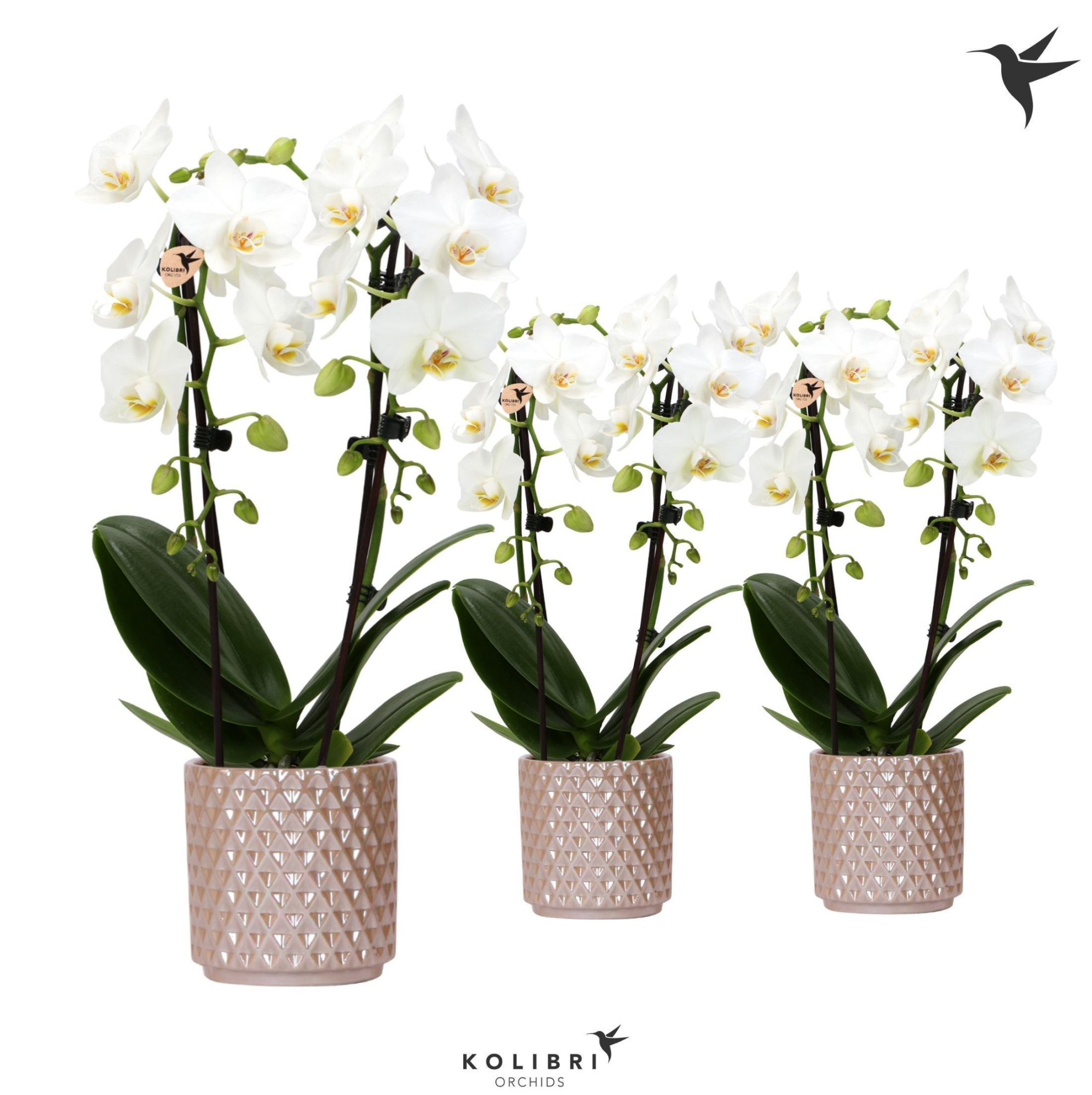 Kolibri Orchids Niagara fall white 2 spike in Diamond Pearl sand, D 9