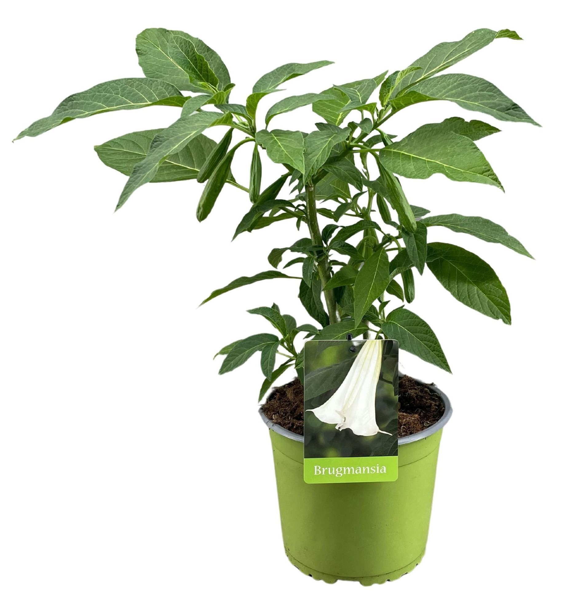 Brugmansia struik wit 19 cm, D 19