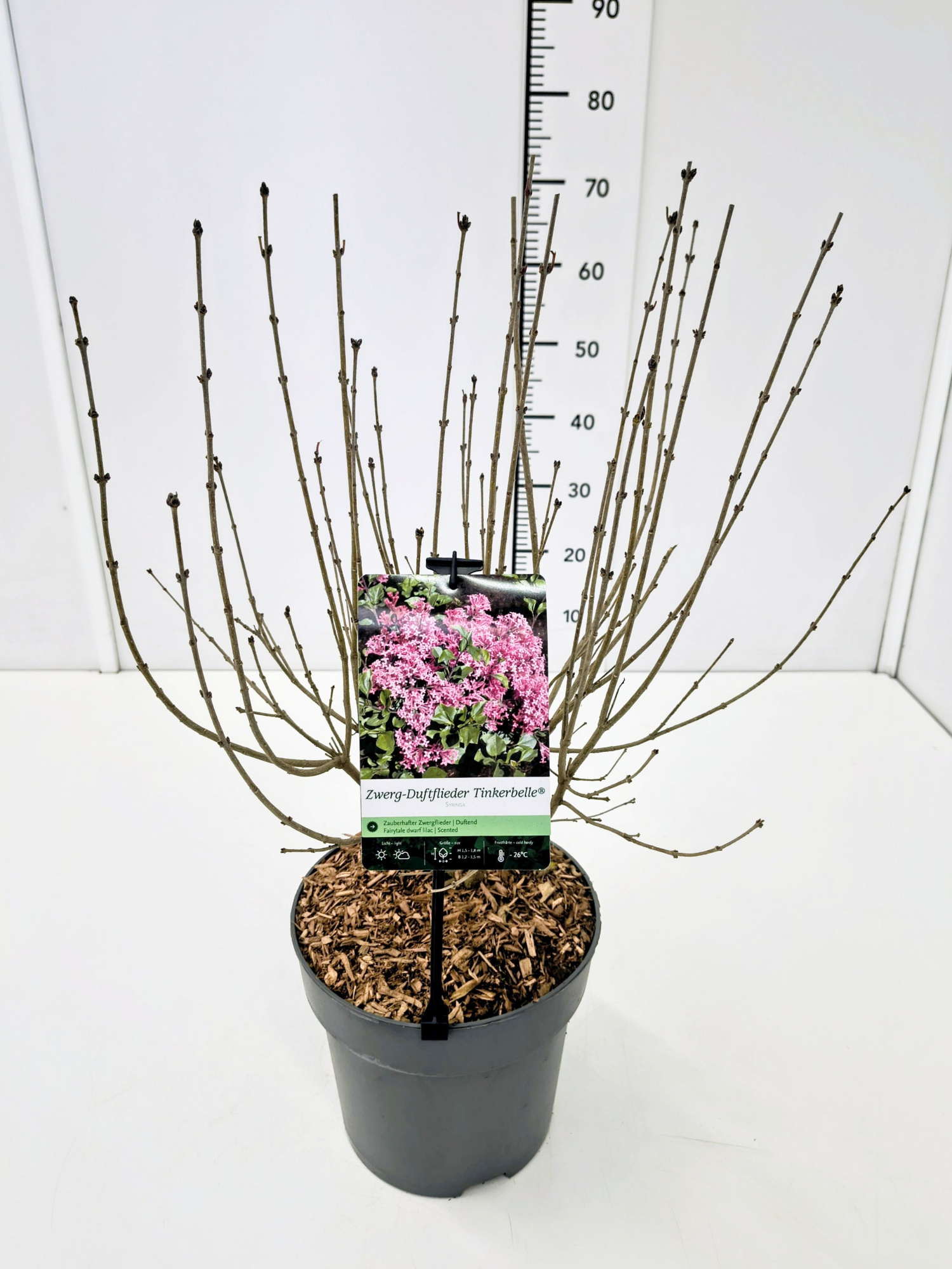 Syringa 'Tinkerbelle' 40-60C5, D 23