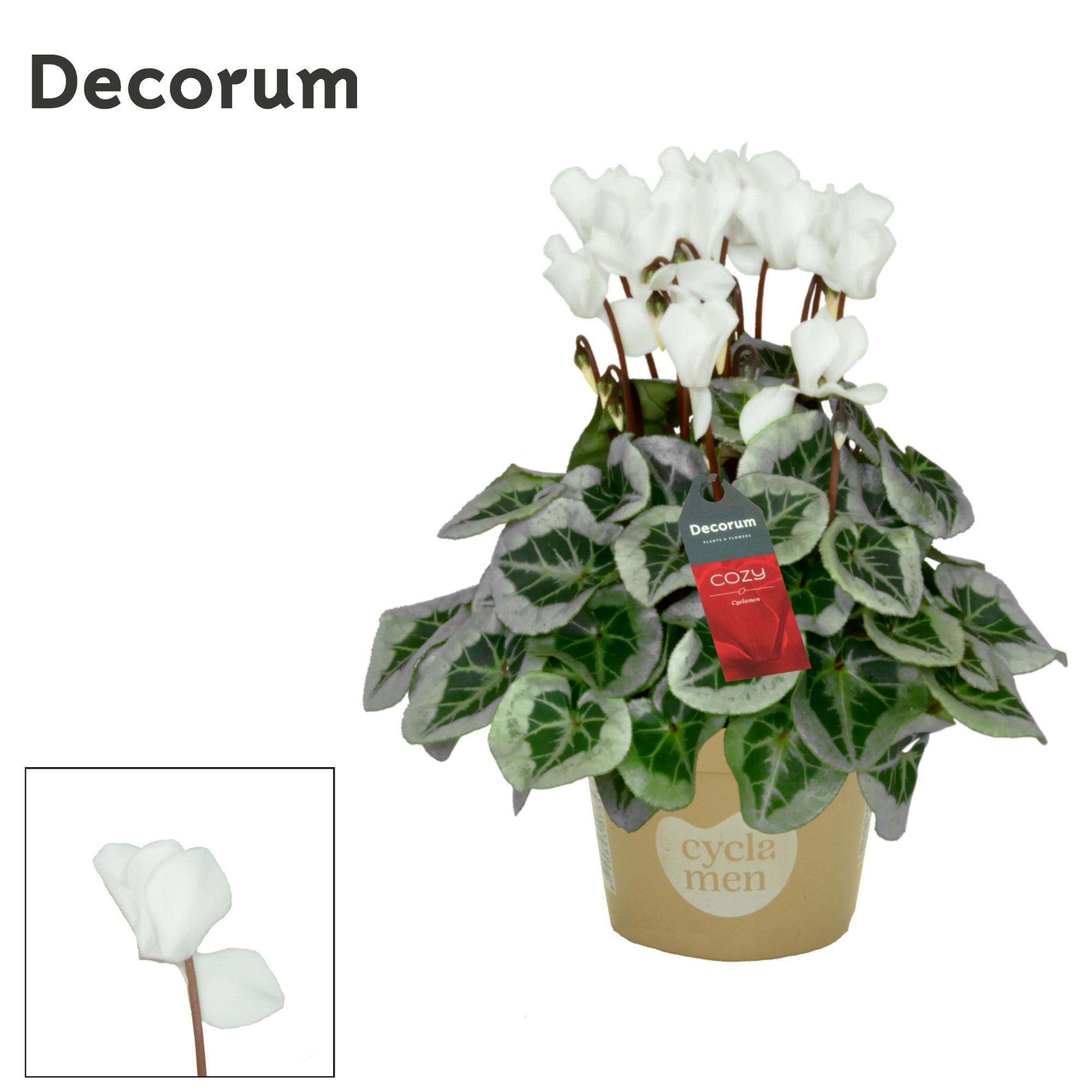Cyclamen SS Picasso White Cozy, D 11 cm