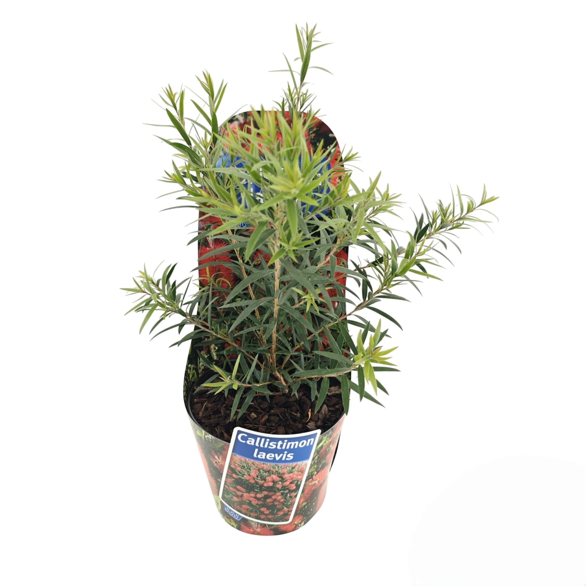 Callistemon laevis (in potcover), D 17 cm