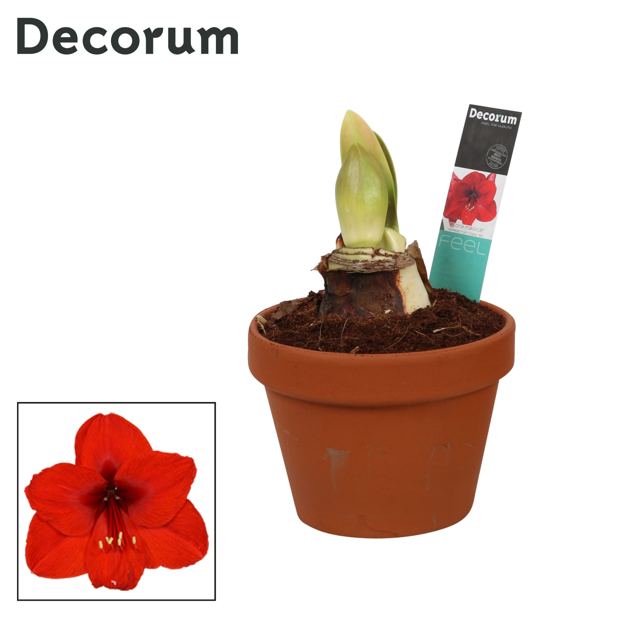 Amaryllis Royal Red 2 Knop Terracotta Steen OP (Decorum), D 17 cm