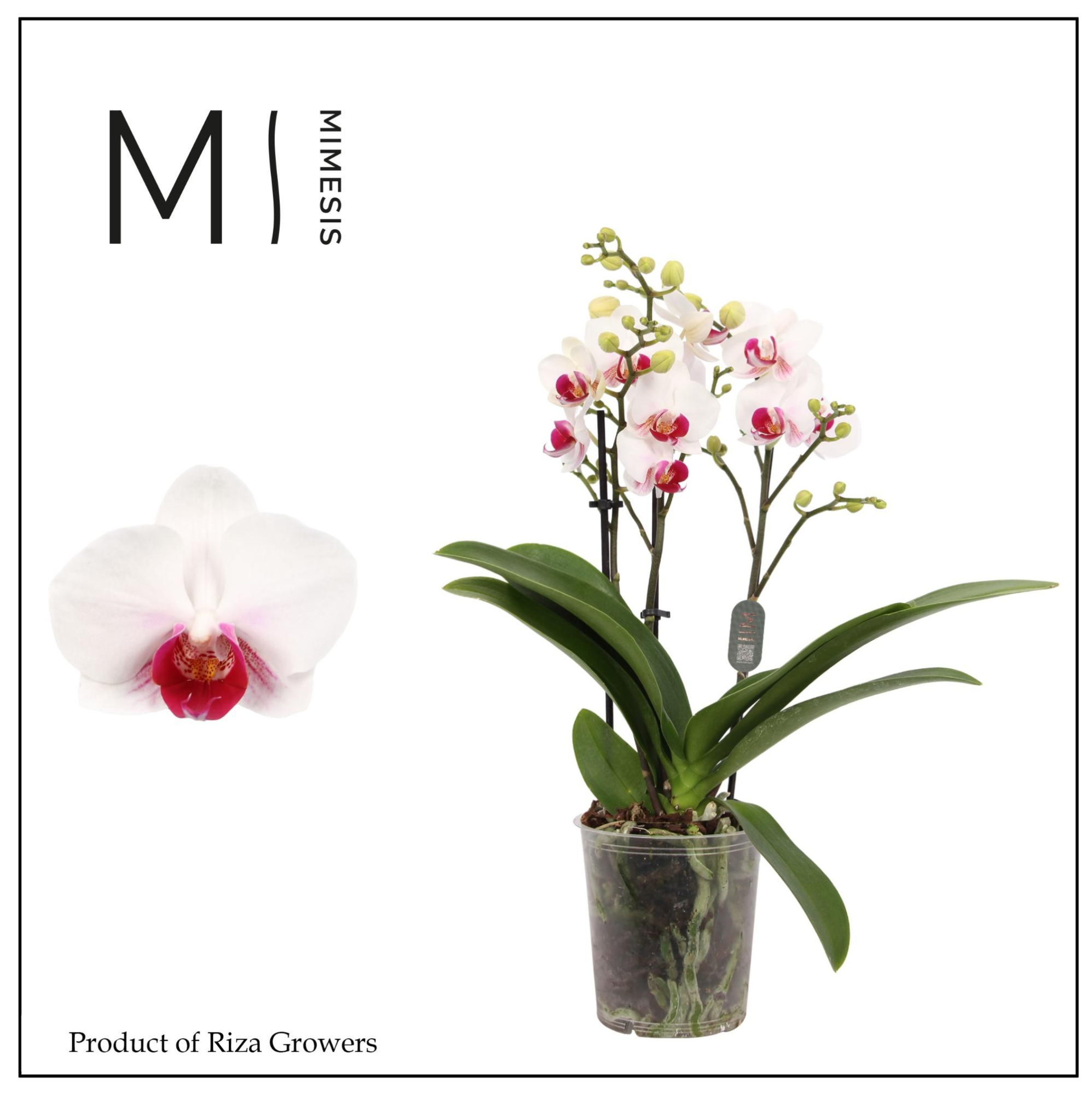 Phalaenopsis Safe Haven 3 spike - 9cm | Mimesis, D 9 cm