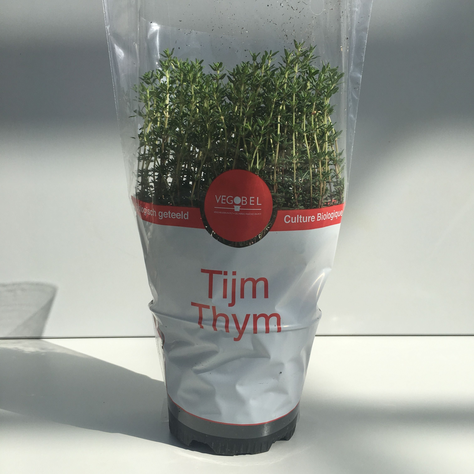 Tijm Gestekt P12, D 12 cm