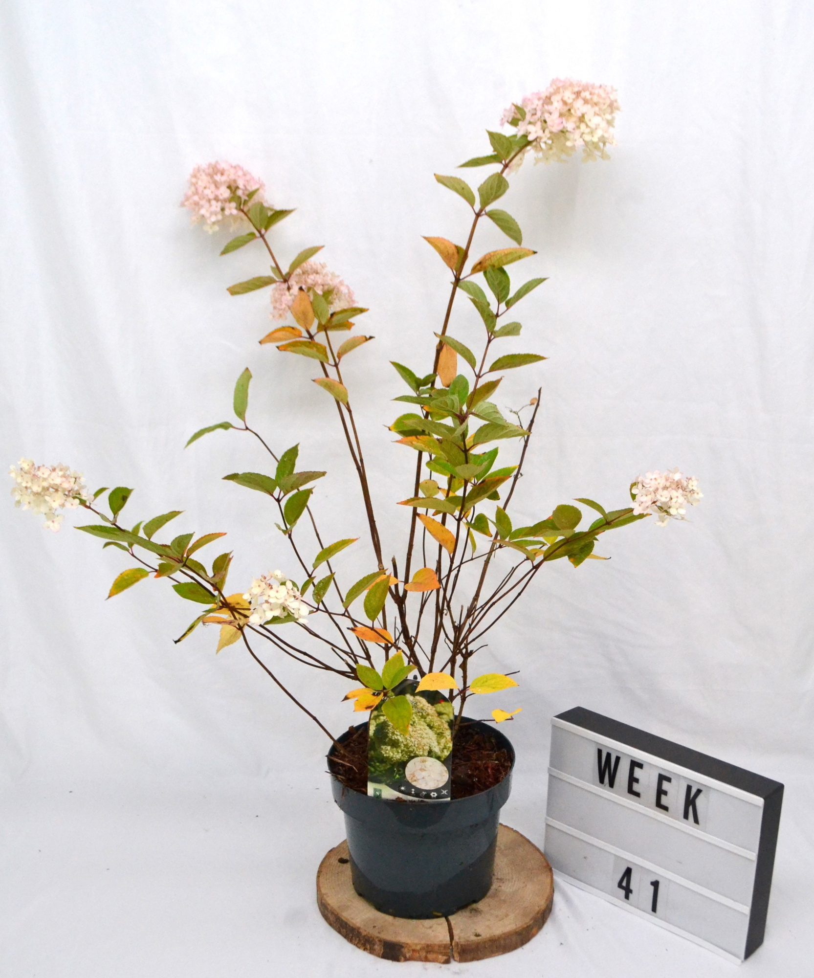 Hydrangea pan. 'Grandiflora' C5 40-60, D 23 cm