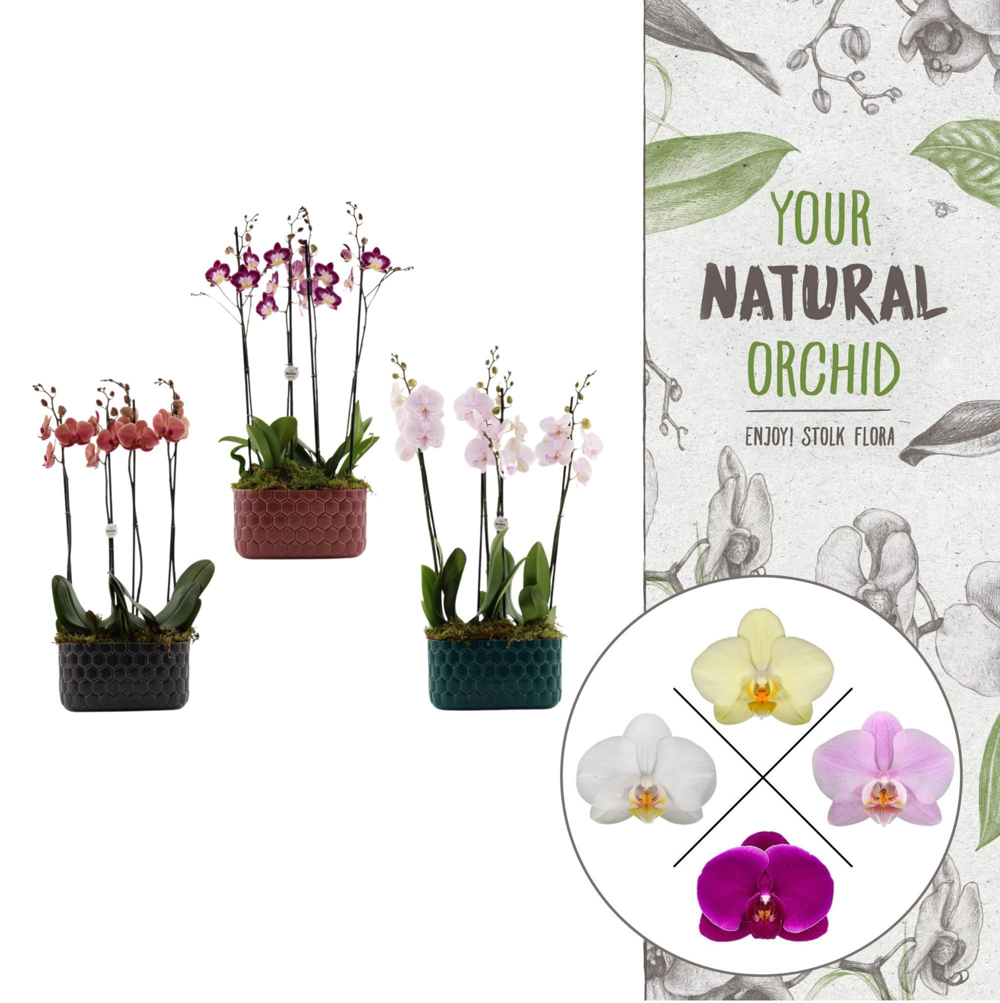 Honingraat BHome mix 2 | 2 plants in 1 pot | Phalaenopsis, D 26 cm