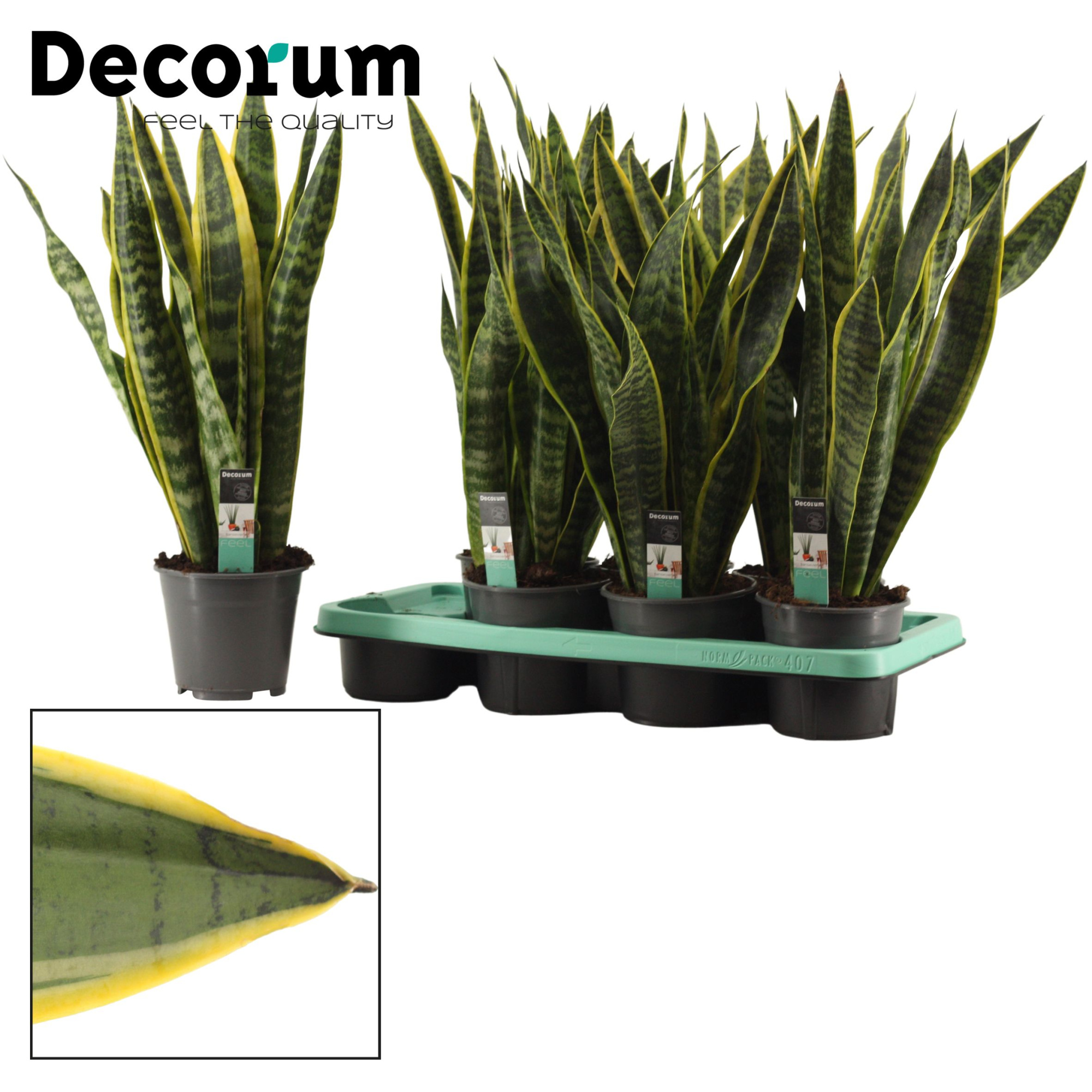 Sansevieria Laurentii 14 cm (Decorum), D 14 cm