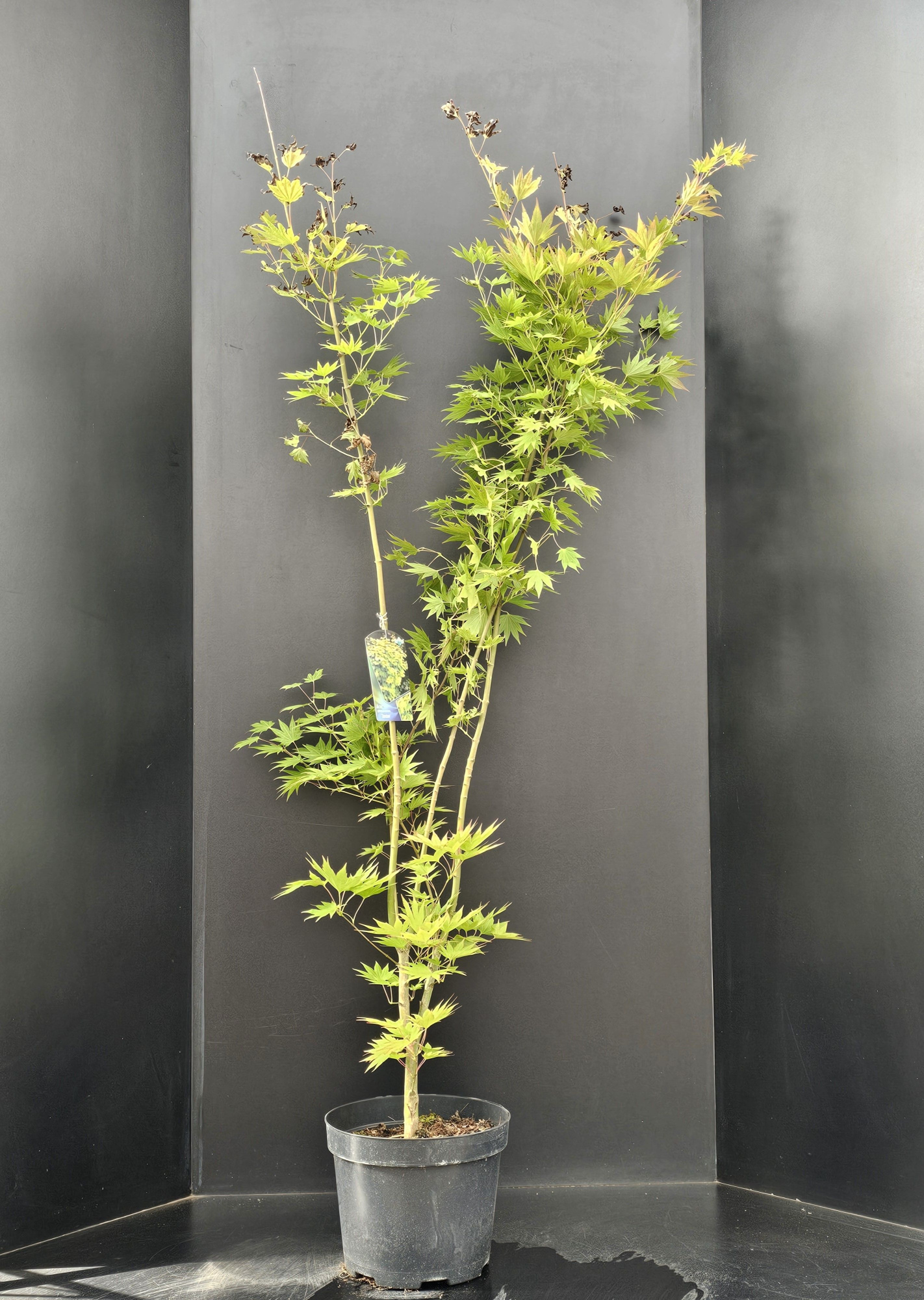 Acer shirasawanum Jordan, D 29 cm