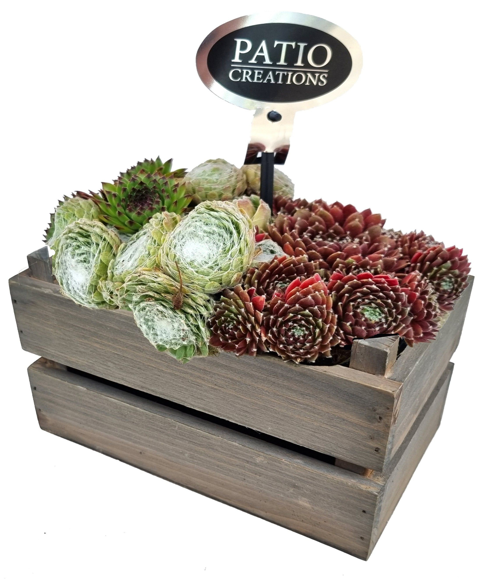 SE790-9001 Sempervivum houten kistje S, D 20 cm