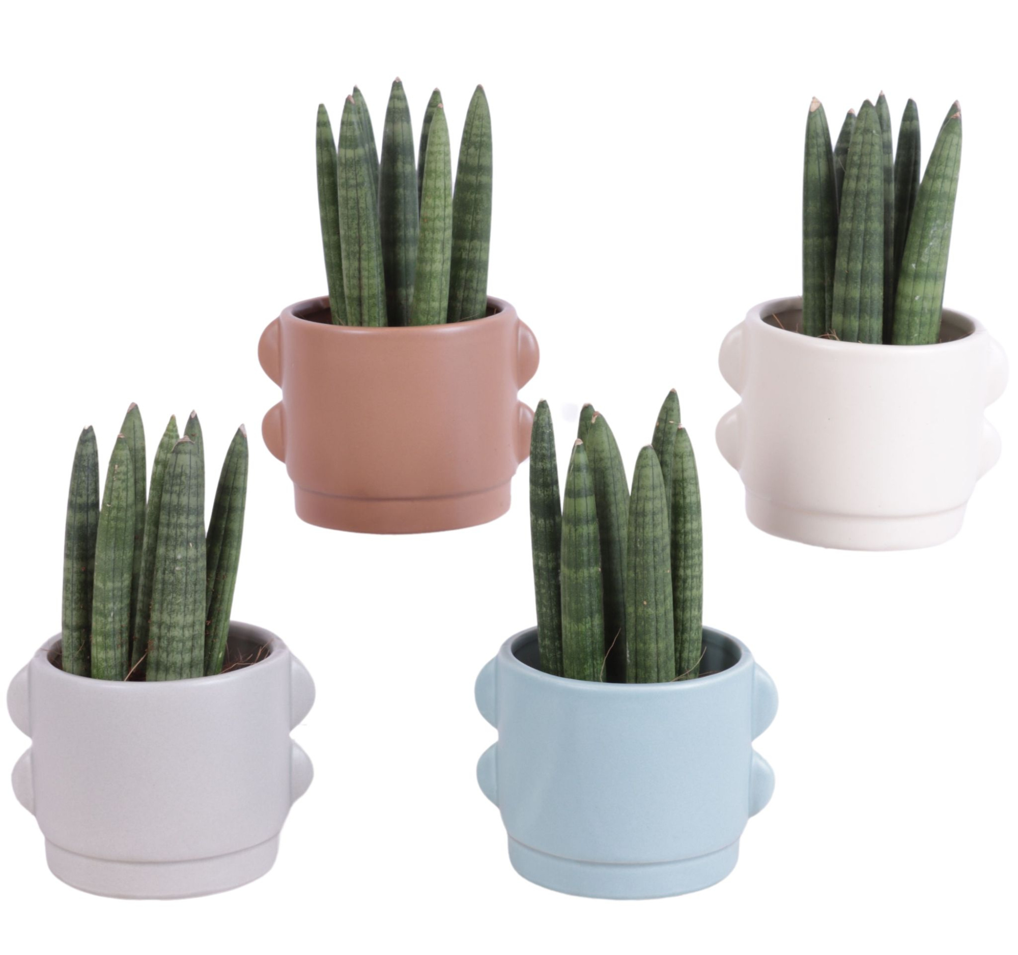 Sansevieria Cylindrica Straight 7 Leaf in Ø13cm Ceramic SE496, D 11 cm