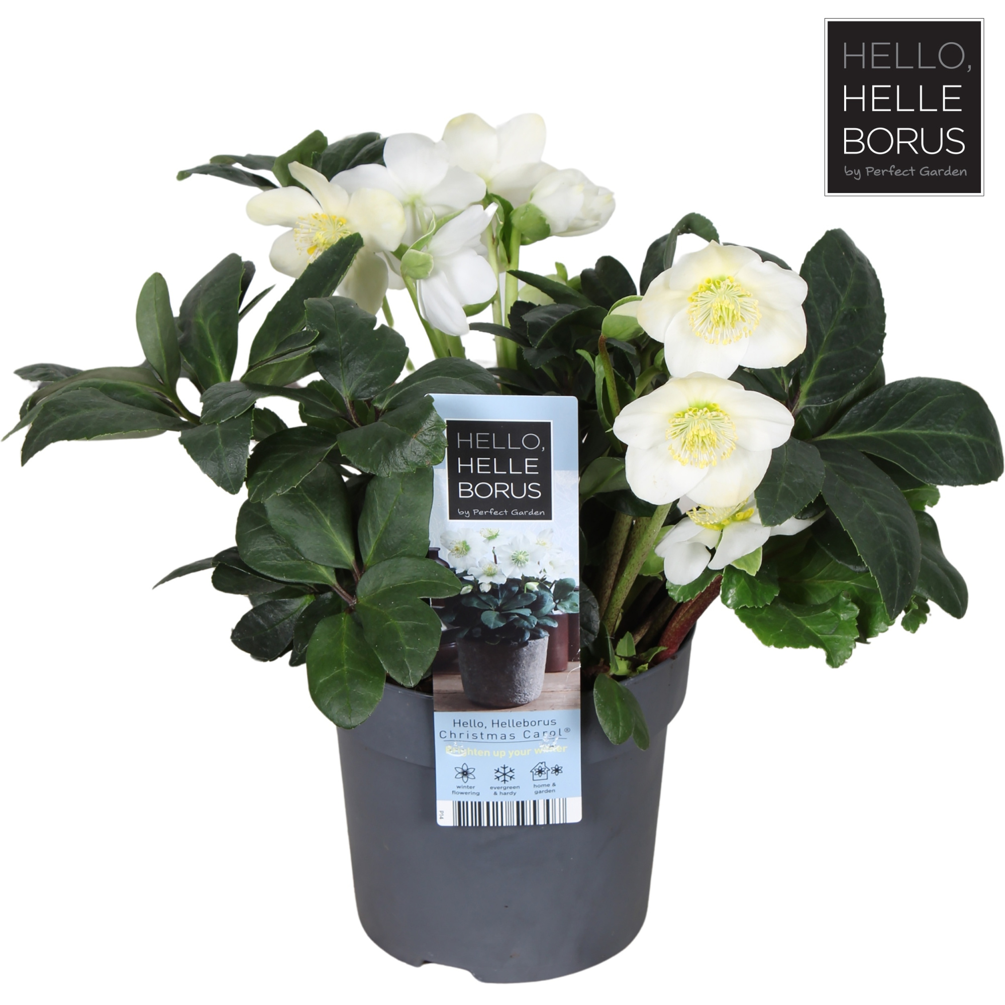 Helleborus niger 'Christmas Carol' P14, D 14 cm