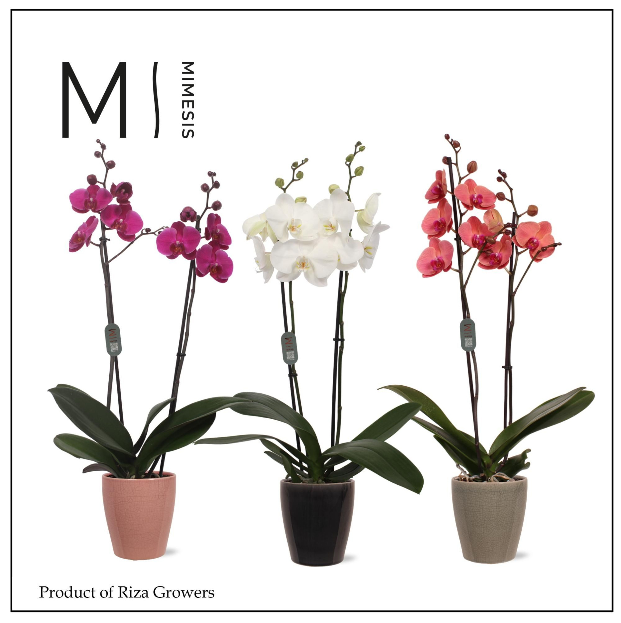 Mimesis Phal. Mix - 2 spike 12cm in Nadia Mix Ceramic, D 12 cm
