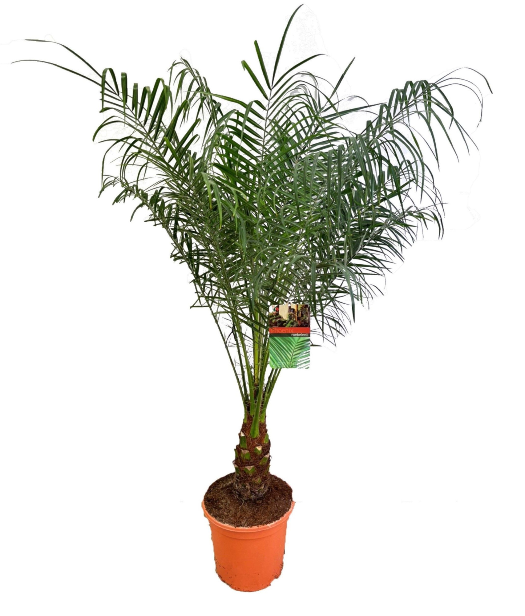 Phoenix roebelenii, D 27 cm