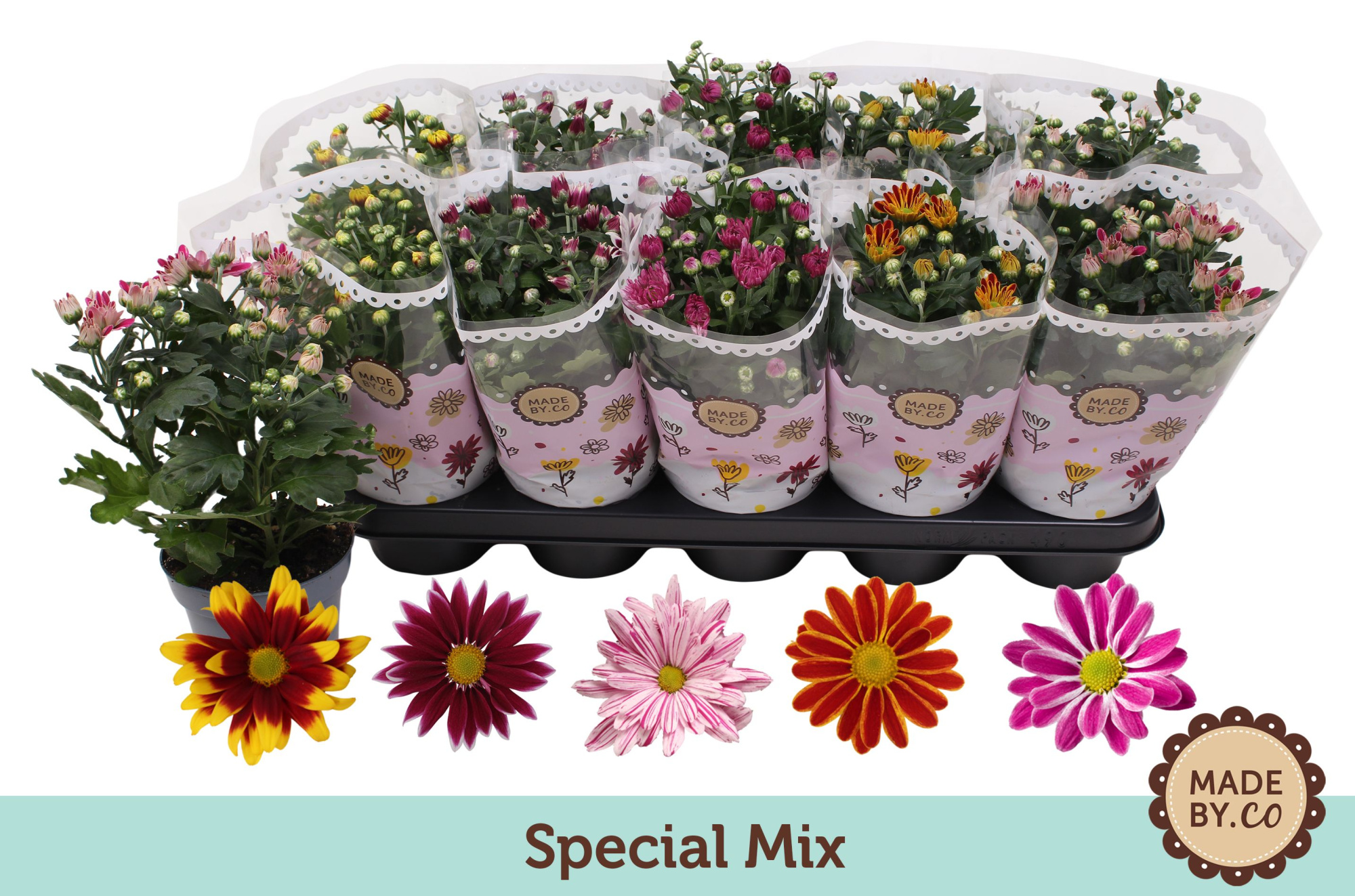 Chrysant Special Mix, D 12 cm