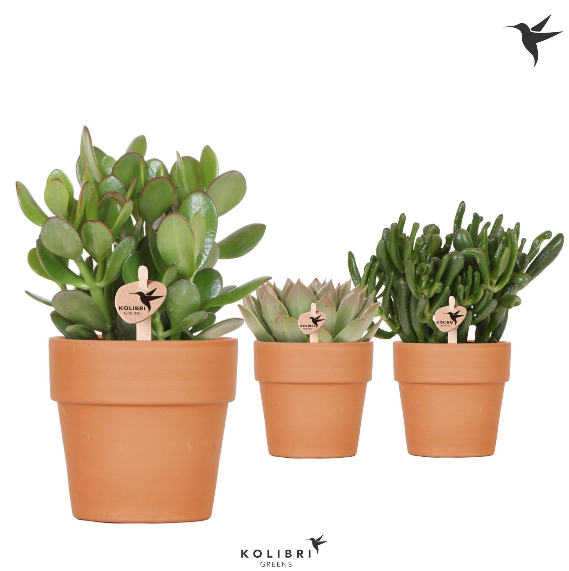 Kolibri Greens Succulenten mix in Terracotta pot, D 12 cm
