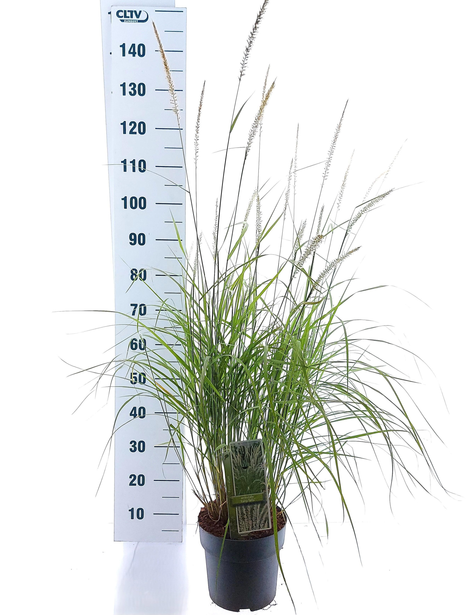 Pennisetum orientale 'Fairy Tails', D 23 cm