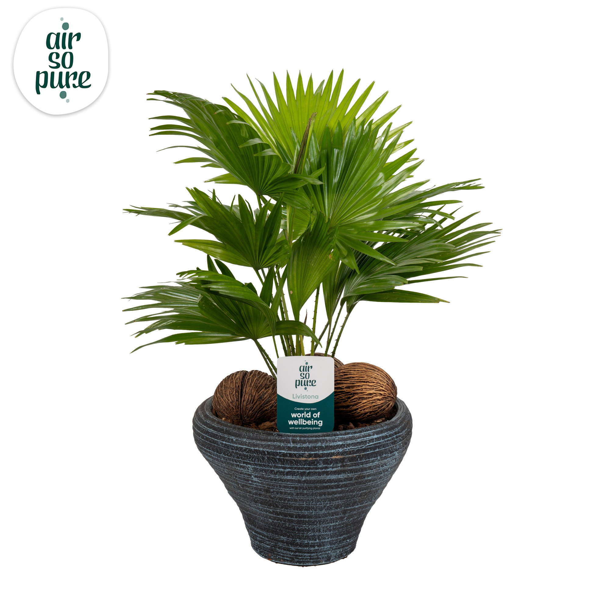 Livistona nr 6 hoedje blue Air So Pure asp, D 26 cm