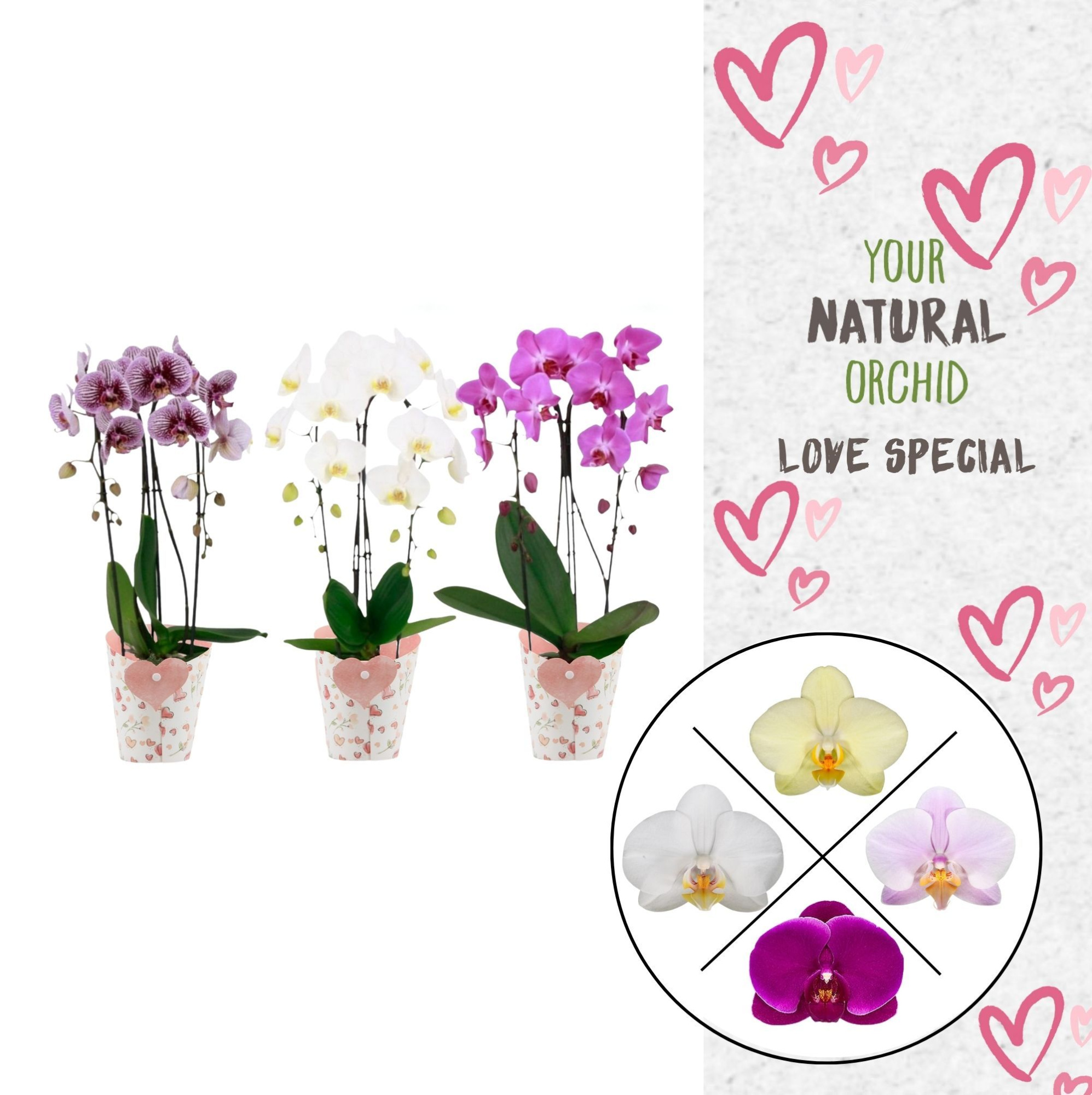 Phal. 2 spike Cascade Love Mix in Potcover Hart, D 12