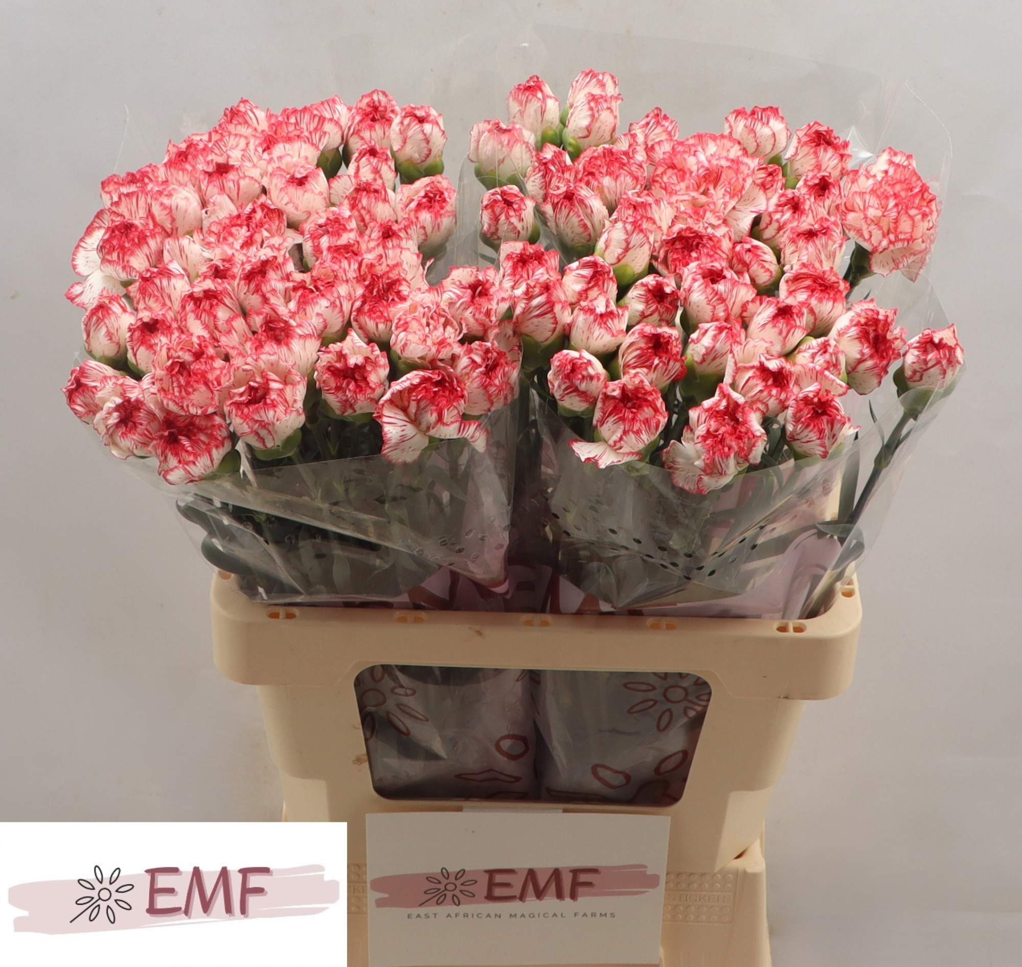 Диантус од. Корали, шт.