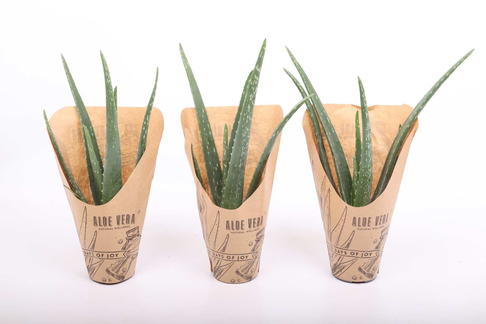 Aloë Vera 'Natural Wellness', D 10,5