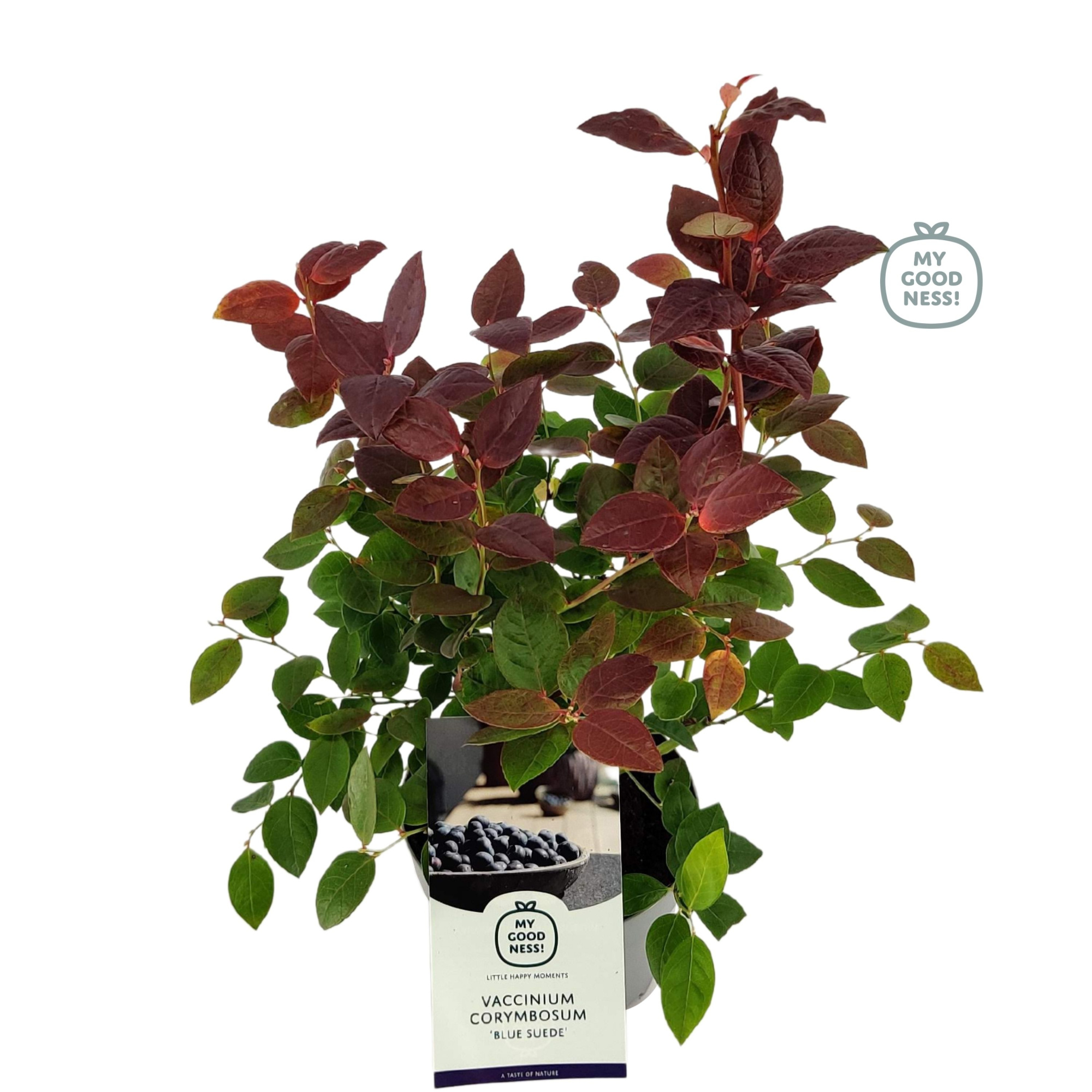 Vaccinium 20cm /2 liter 'Blue Suede', D 17 cm