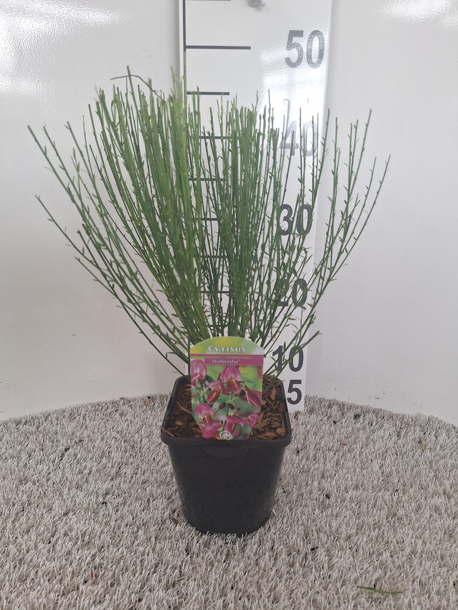 Cytisus Praecox Grp 'Hollandia', D 14