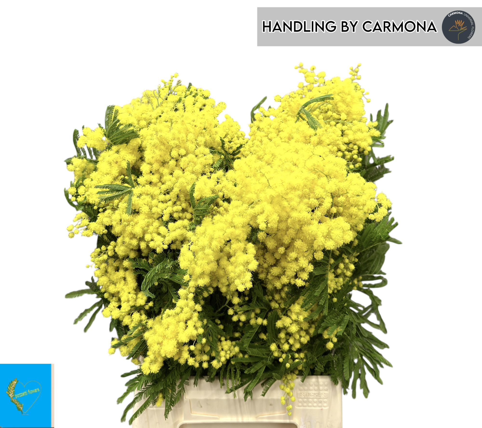 Мимоза Балеана за пучок 60, пуч.