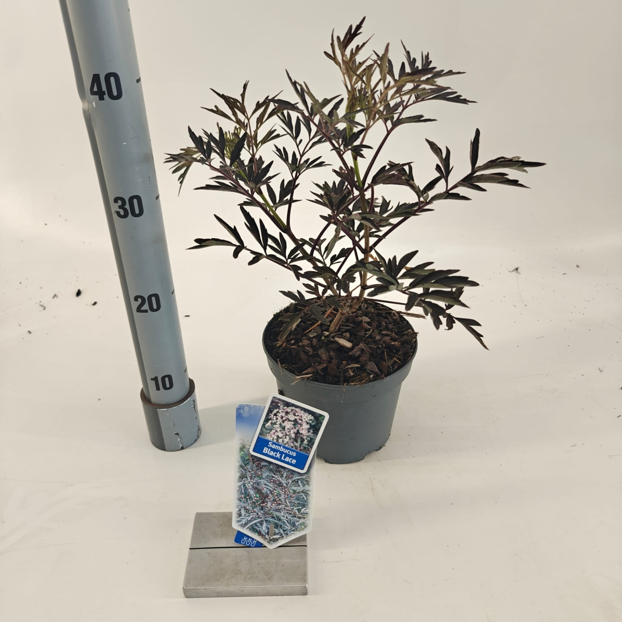 Sambucus nigra Black Lace ('Eva'PBR), D 17 cm