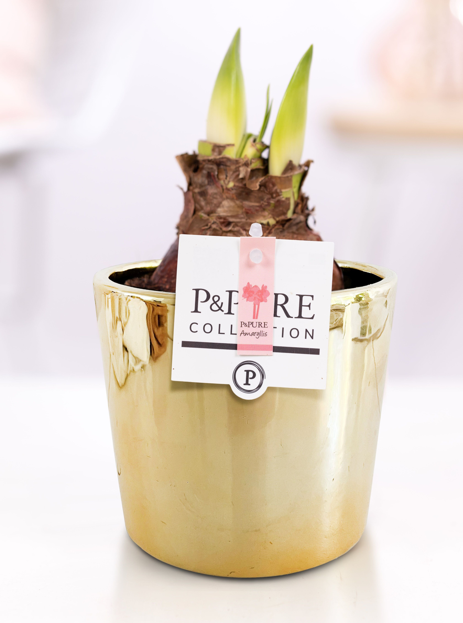 Hippeastrum pink in P&PURE Laryssa ceramics shiny gold, D 12 cm