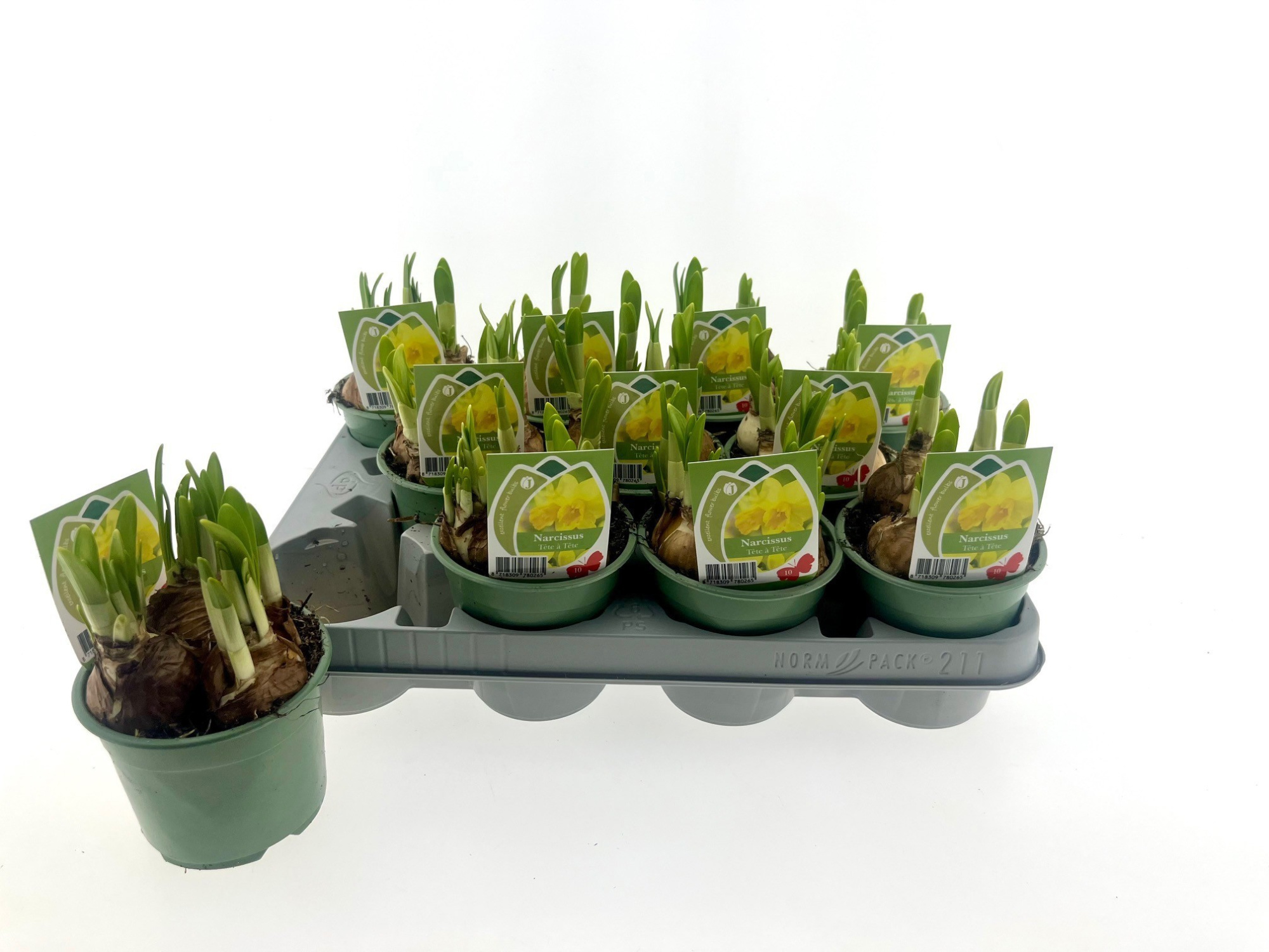 Narcis Tete a tete 10 cm, D 10