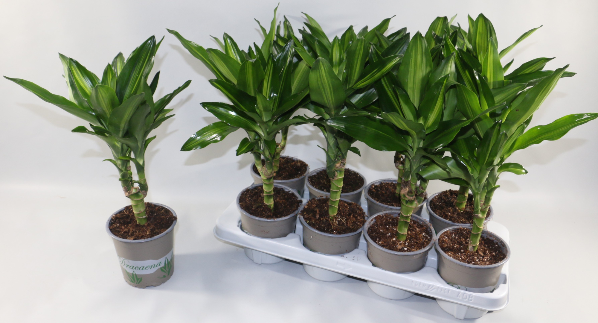 Dracaena Cintho Stam 2+ kop, D 13