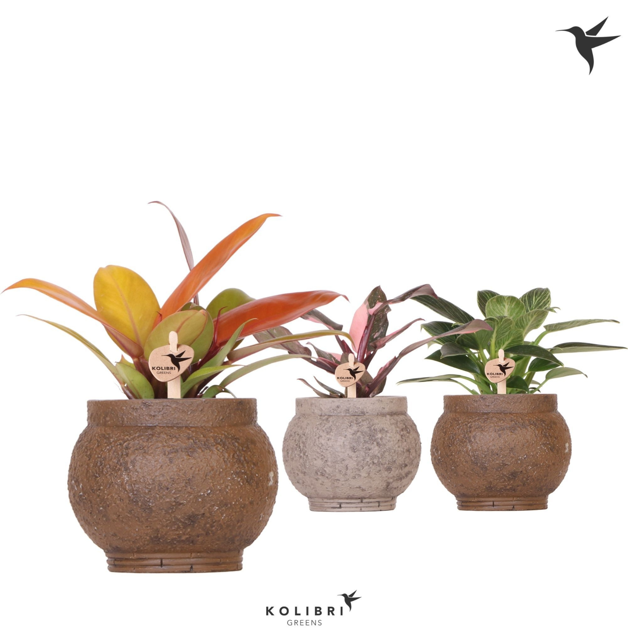 Kolibri Greens Philodendron mix in Ancient pot brown mix, D 9 cm