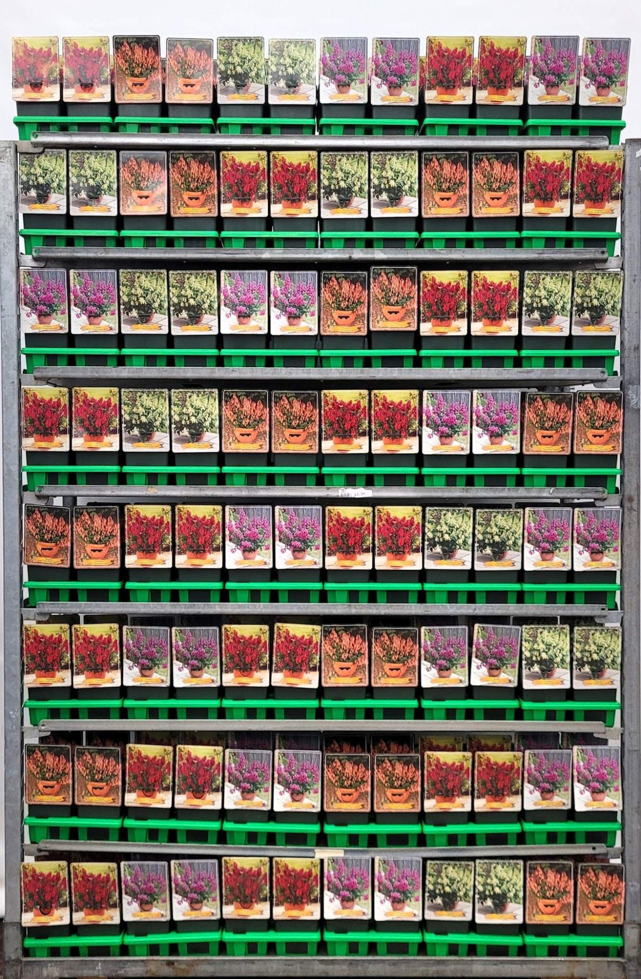 Phygelius mix CC P11, D 11 cm