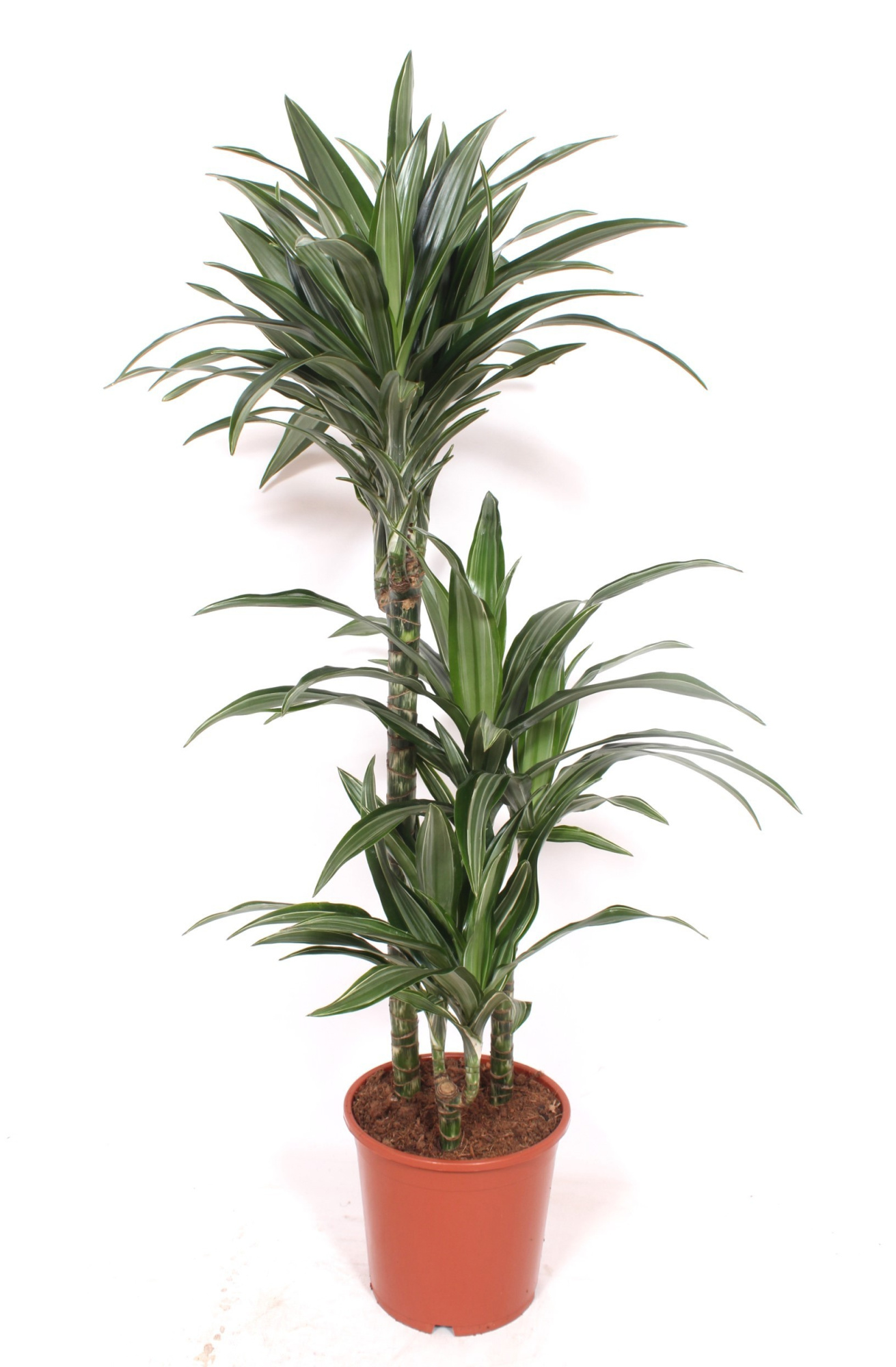 Dracaena Ulises 60-30-15, D 21