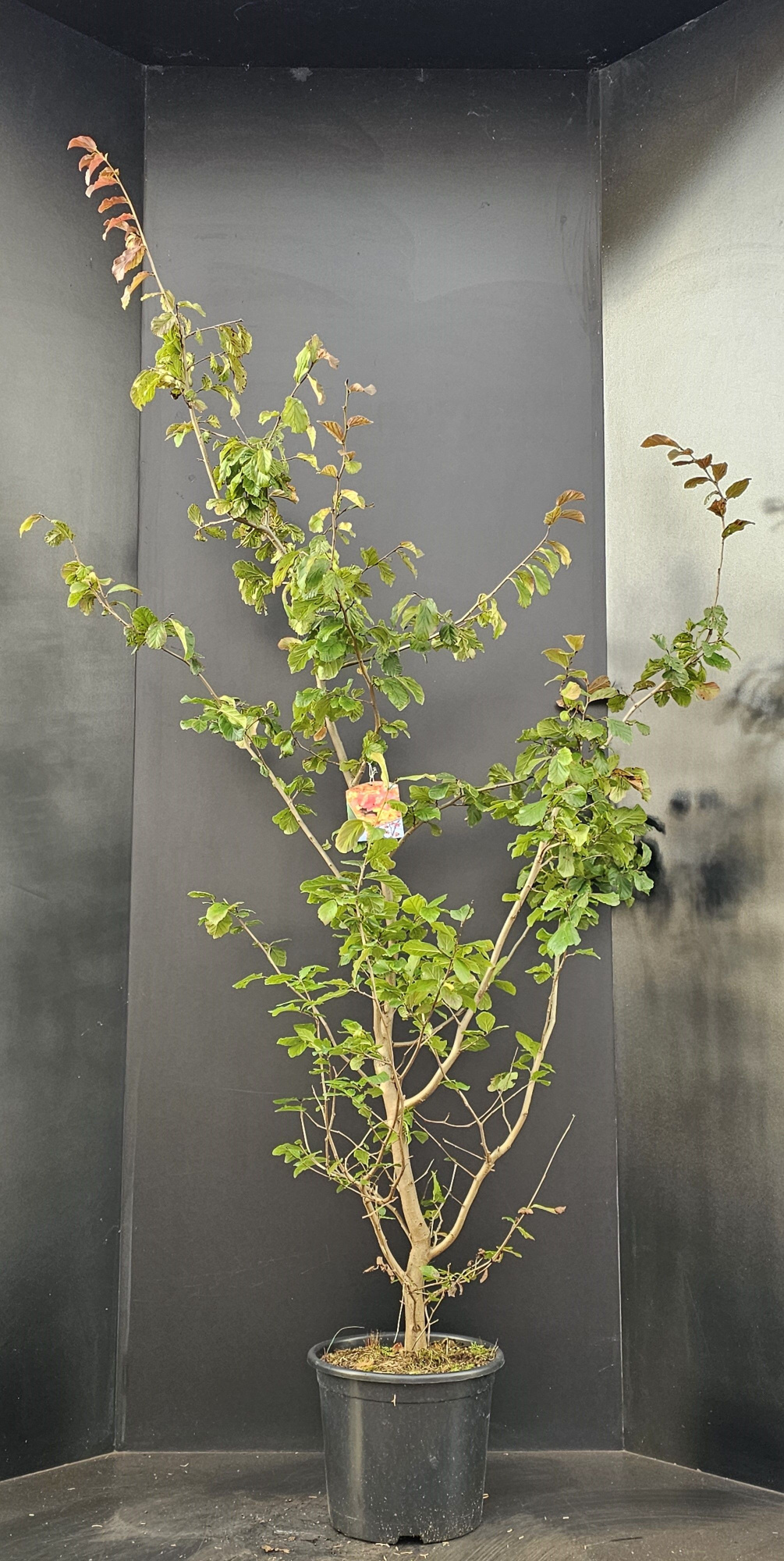 Parrotia persica, D 32 cm