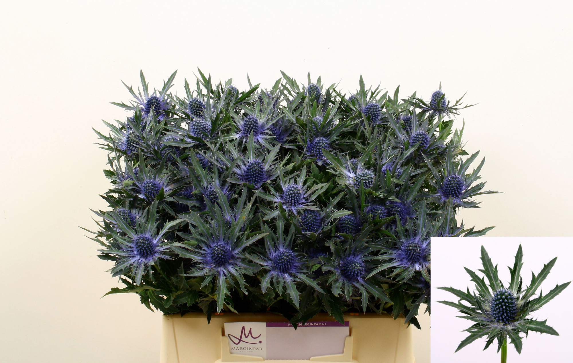 Эрингиум Орион Кьюстар 40, шт.