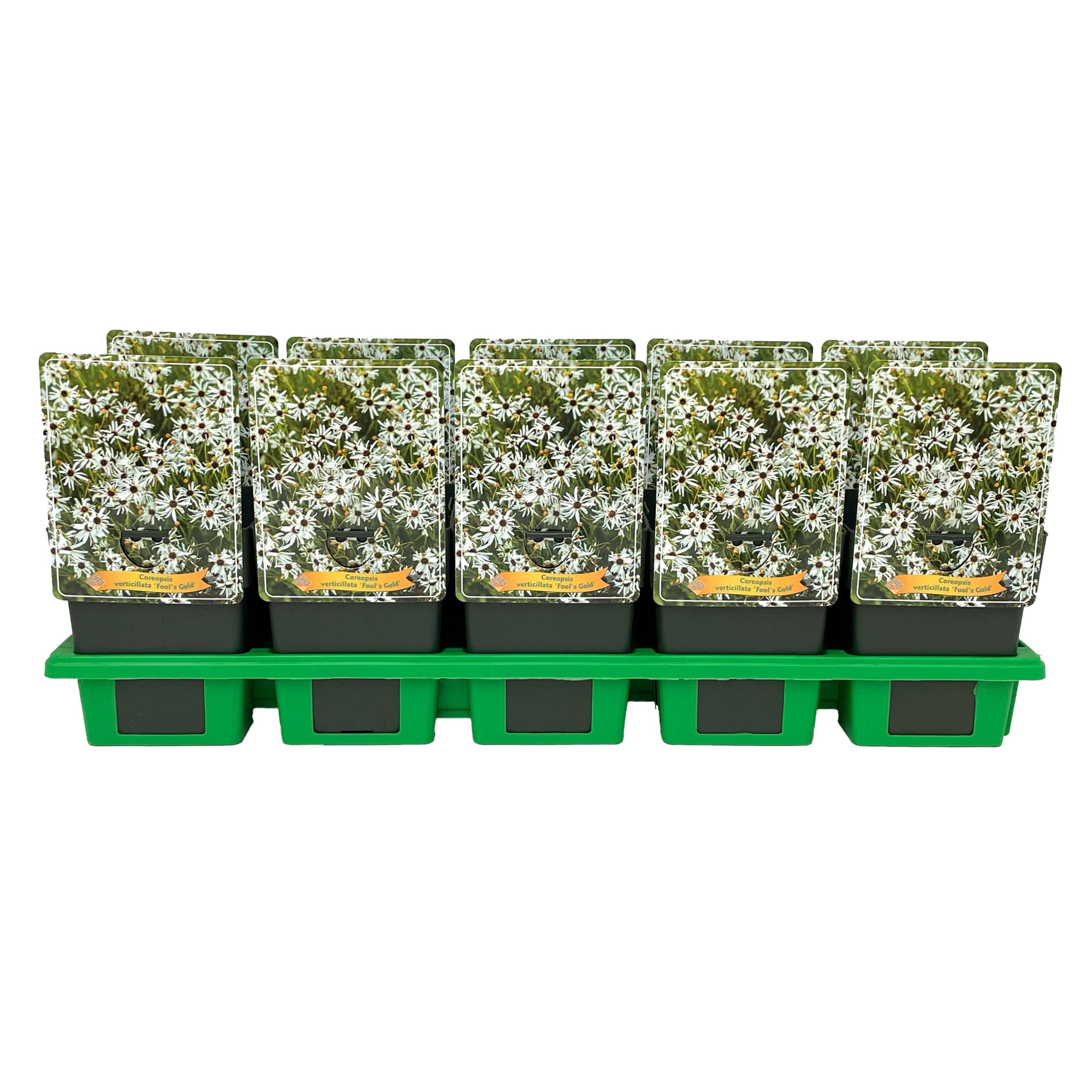 Coreopsis verticillata ‘Fool's Gold’ P11, D 11