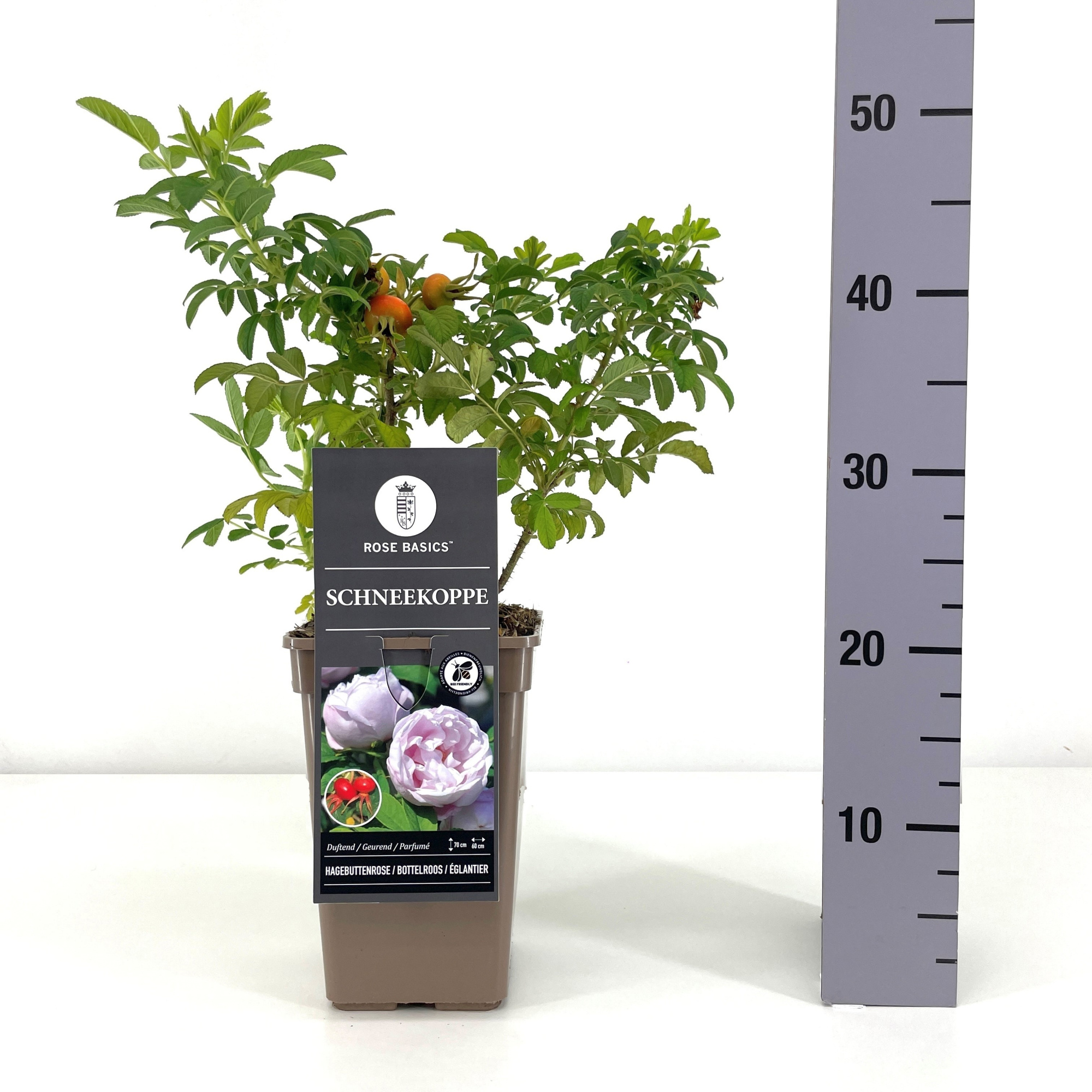 Rosa (R) Schneekoppe, C3, D 17 cm