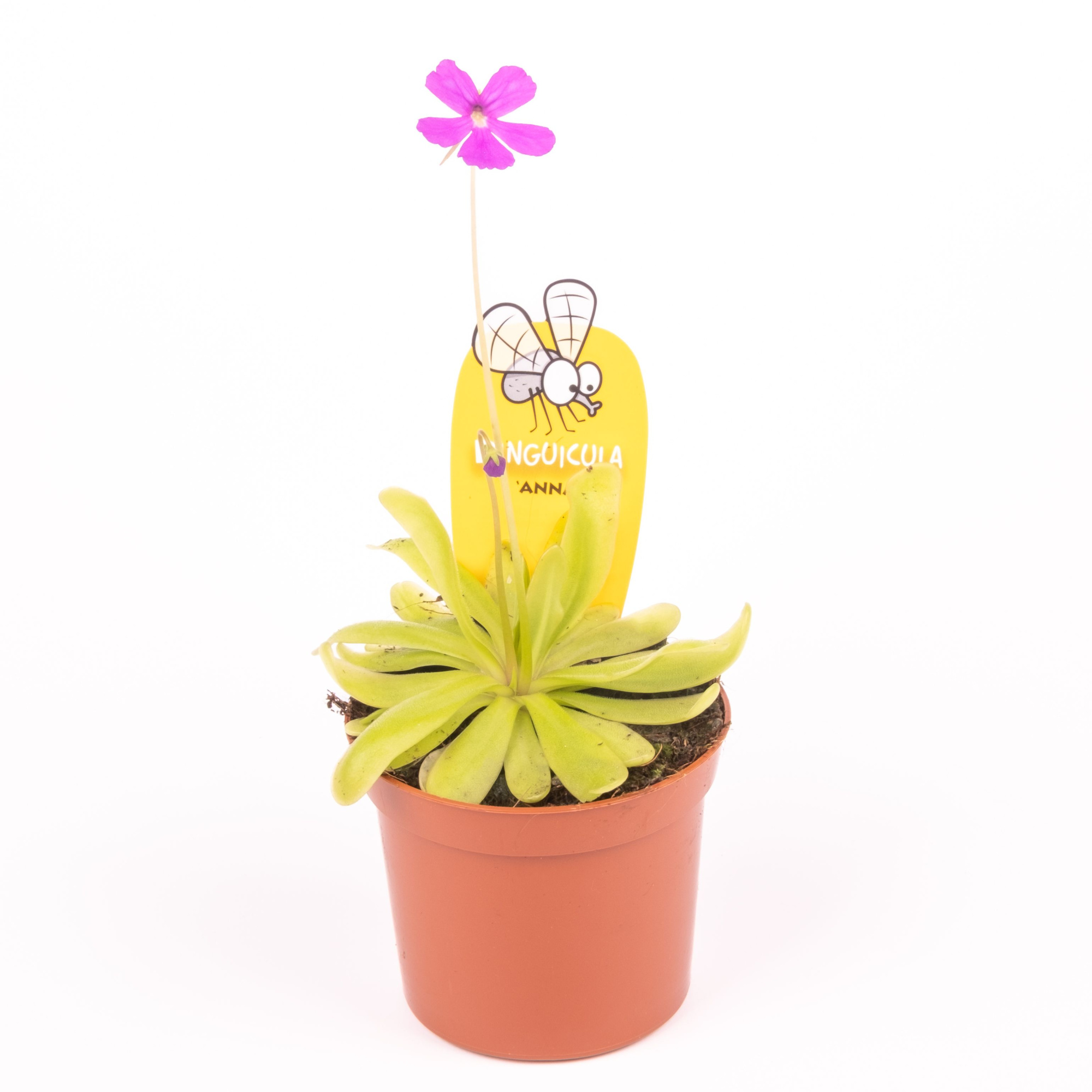 Pinguicula Anna, D 8,5