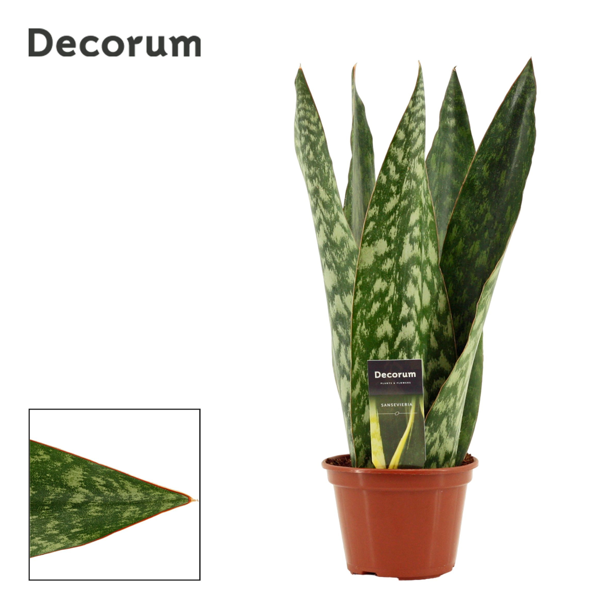 Sansevieria Jamaiquina Queen 14 cm (Decorum), D 14 cm