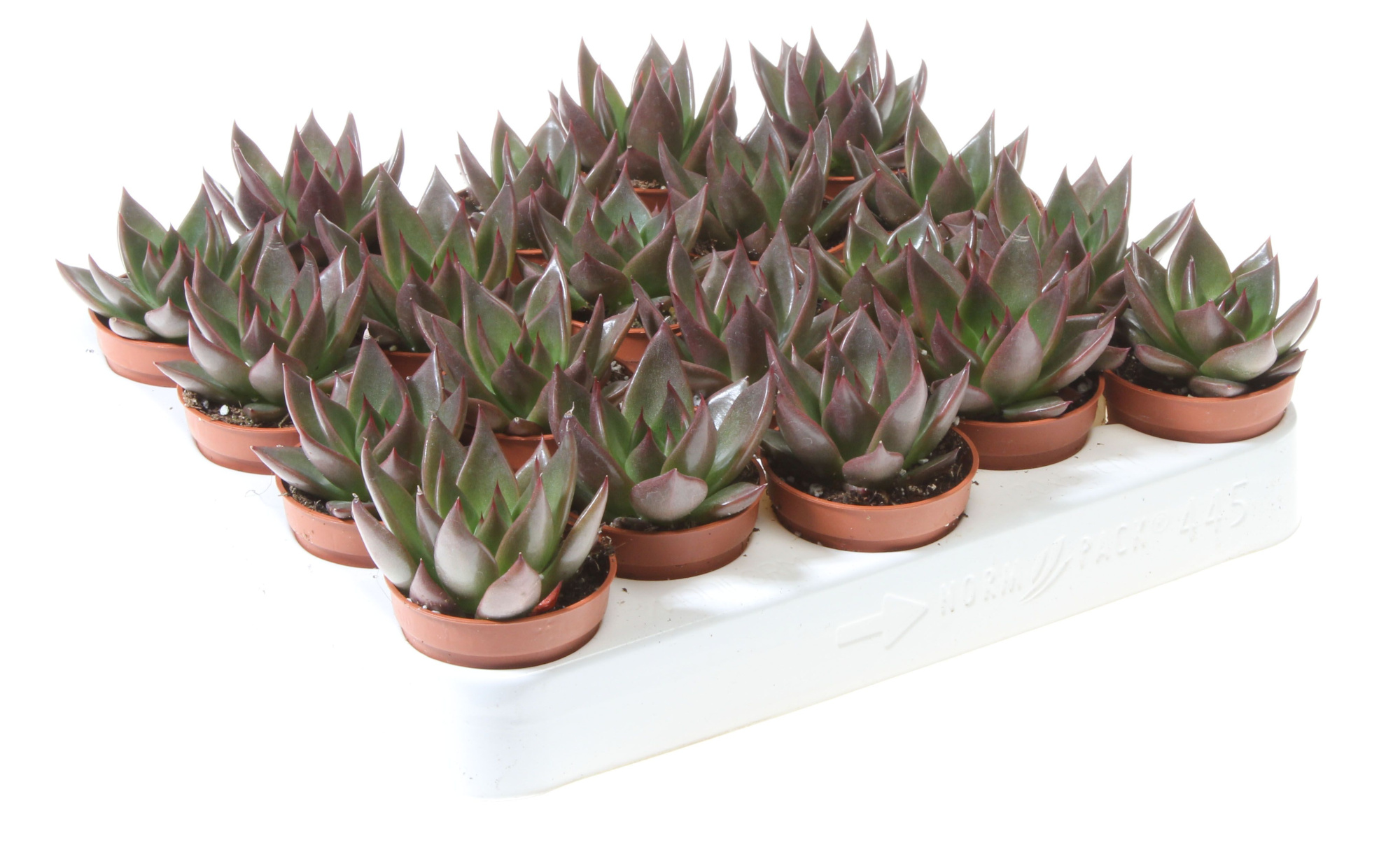 Echeveria red glow, D 5,5