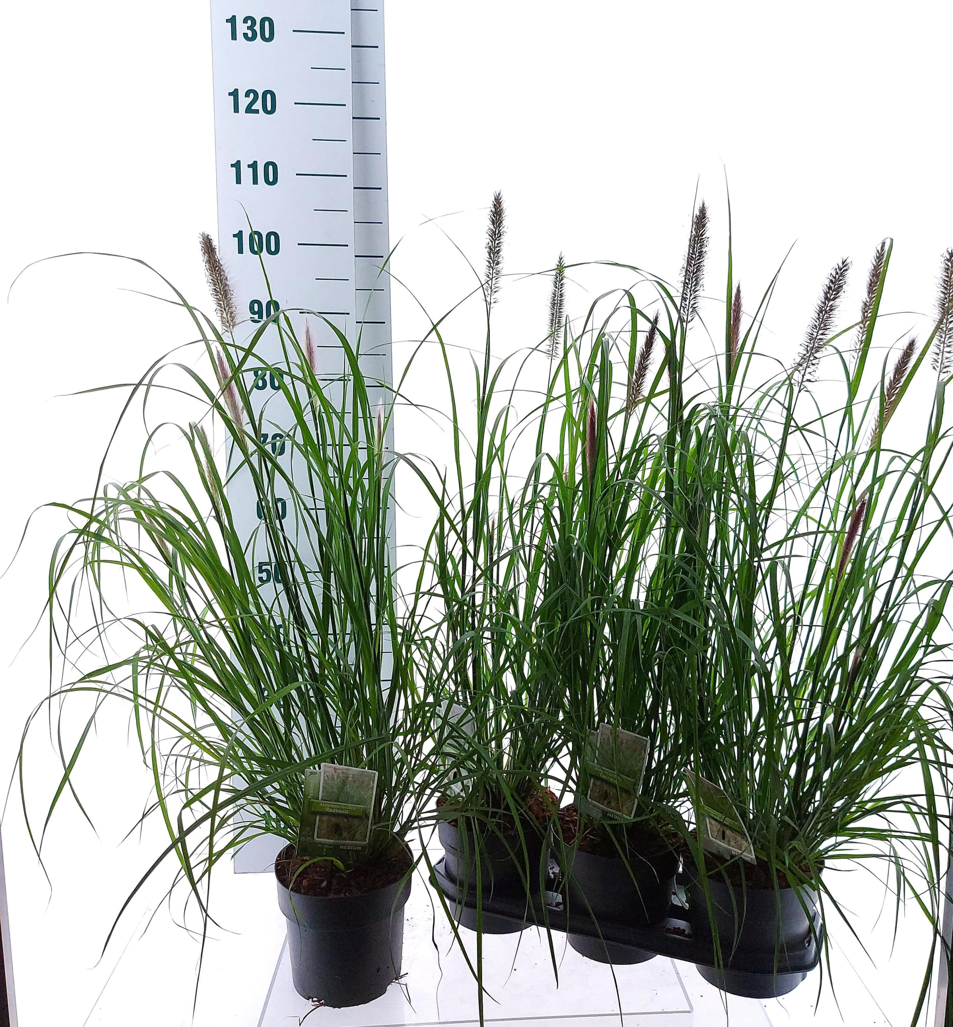 Pennisetum alopecuroides 'Red Head', D 19 cm