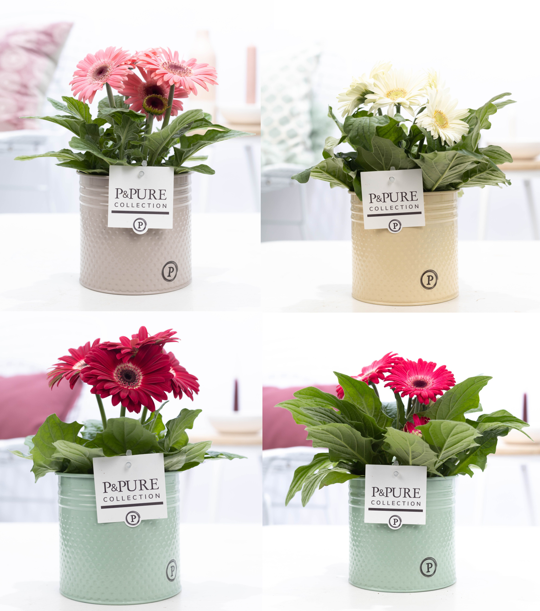 Gerbera belicht 2+ in Pure Zinc Louise 3 ass, D 12 cm