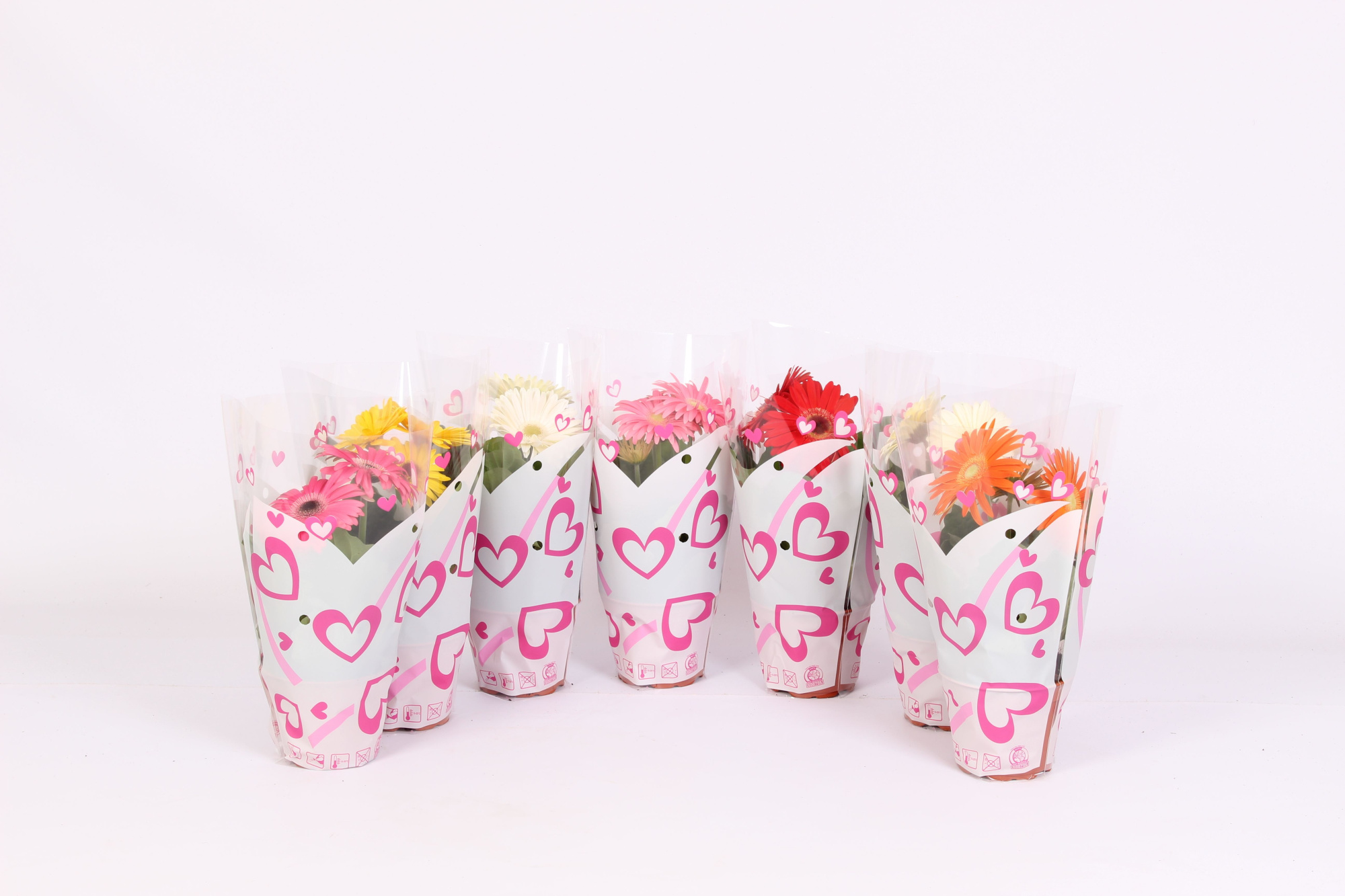 Gerbera 12cm 2+bloem in hartjes hoes, D 12 cm