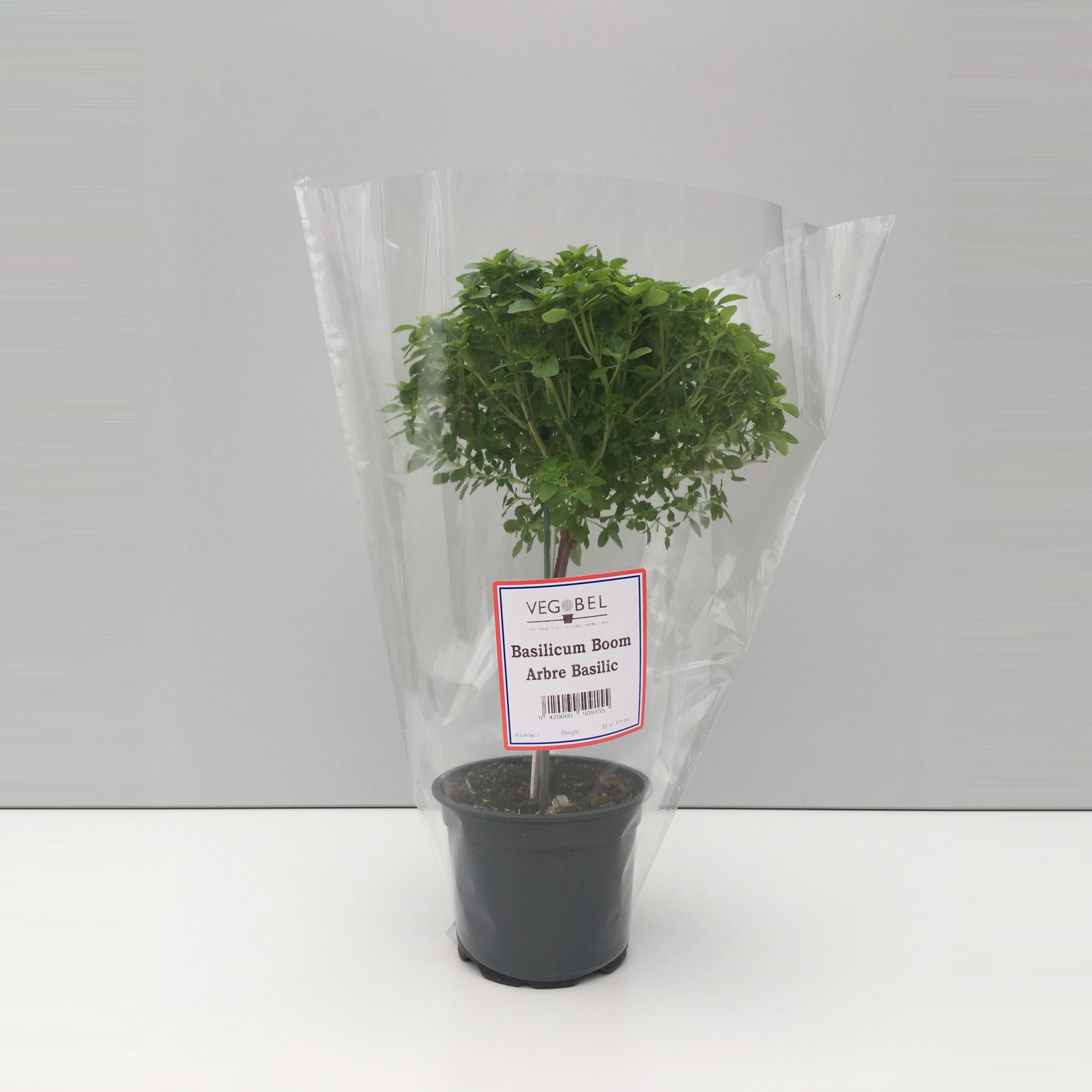 Basilicum Boom P12, D 12 cm