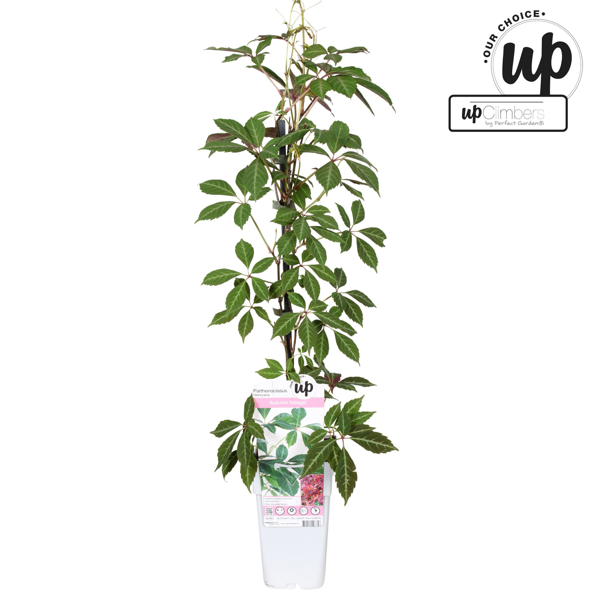 Parthenocissus henryana P15, D 15 cm