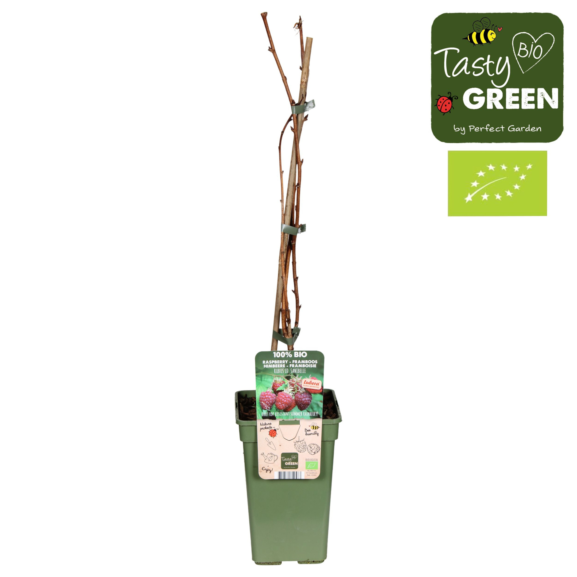 Rubus Sanibelle® Bio P19, D 19