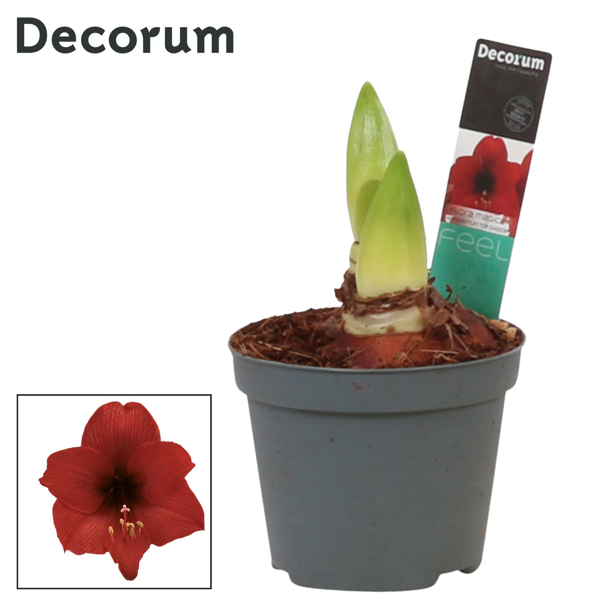 Amaryllis Kolibri Top Choice 2 Knop (Decorum), D 9 cm