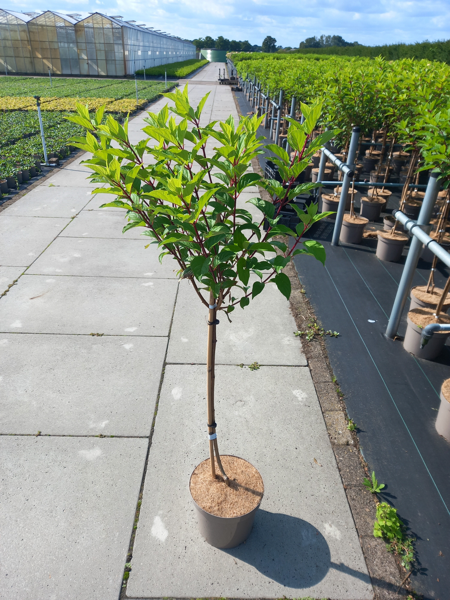 Hydrangea pan. Vanille-Fraise® ('Renhy'PBR) stam 60, D 26 cm